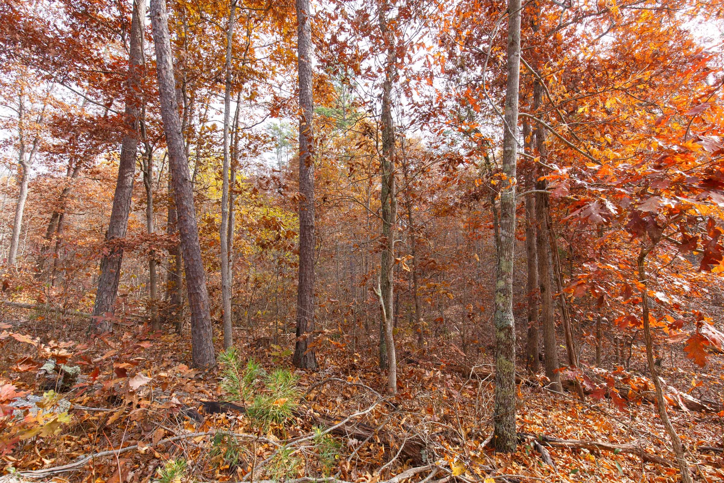 Hawkcrest Tract 46 photo 5