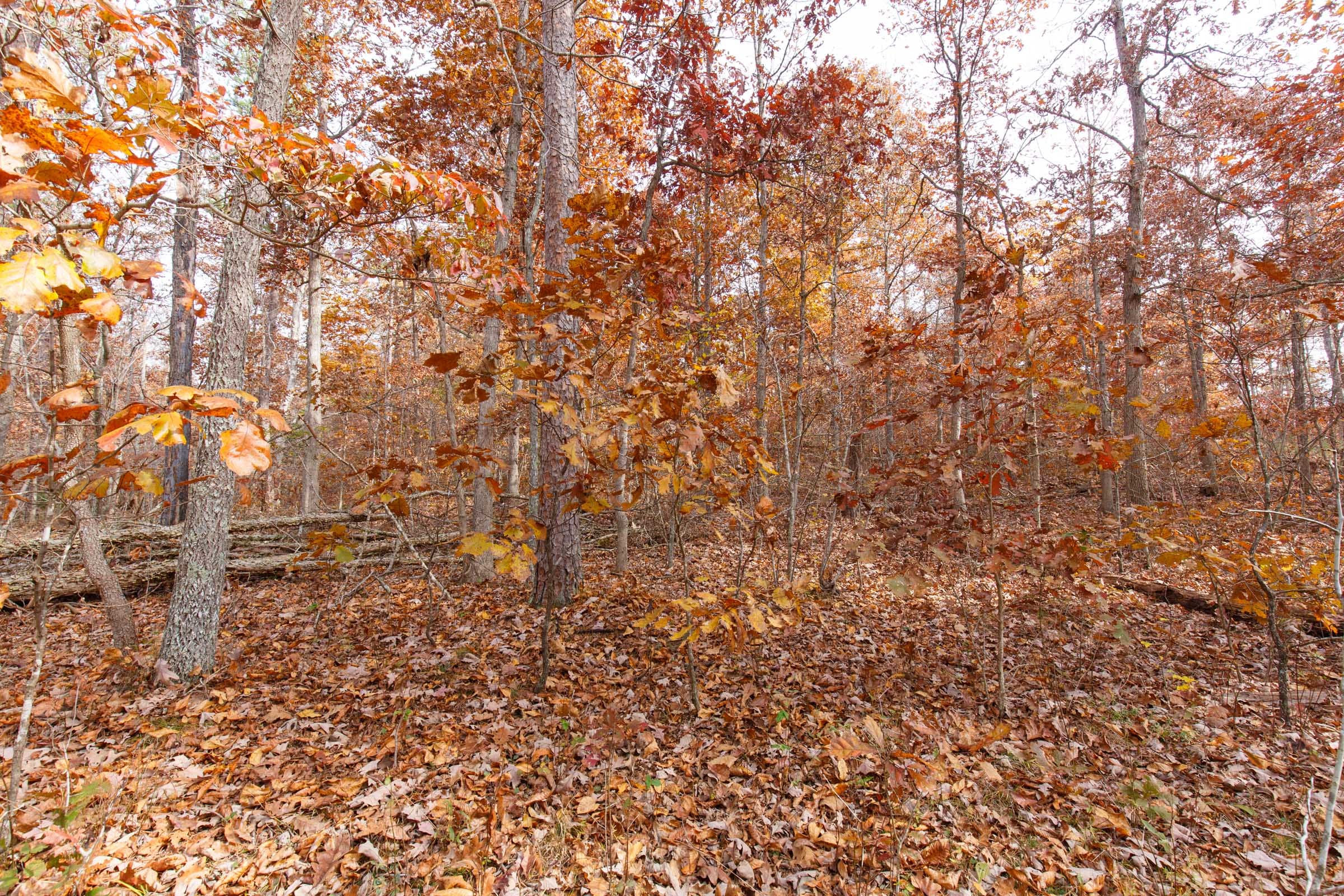 Hawkcrest Tract 46 photo 7