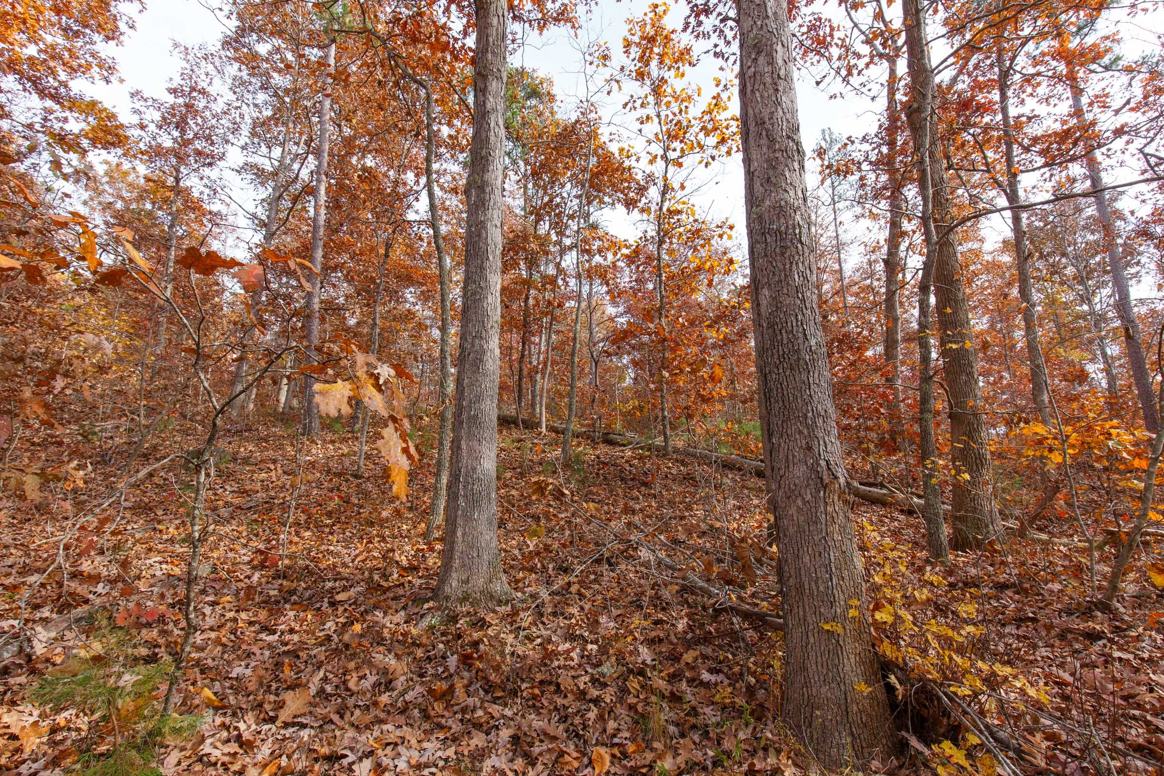 Hawkcrest Tract 46 photo 8
