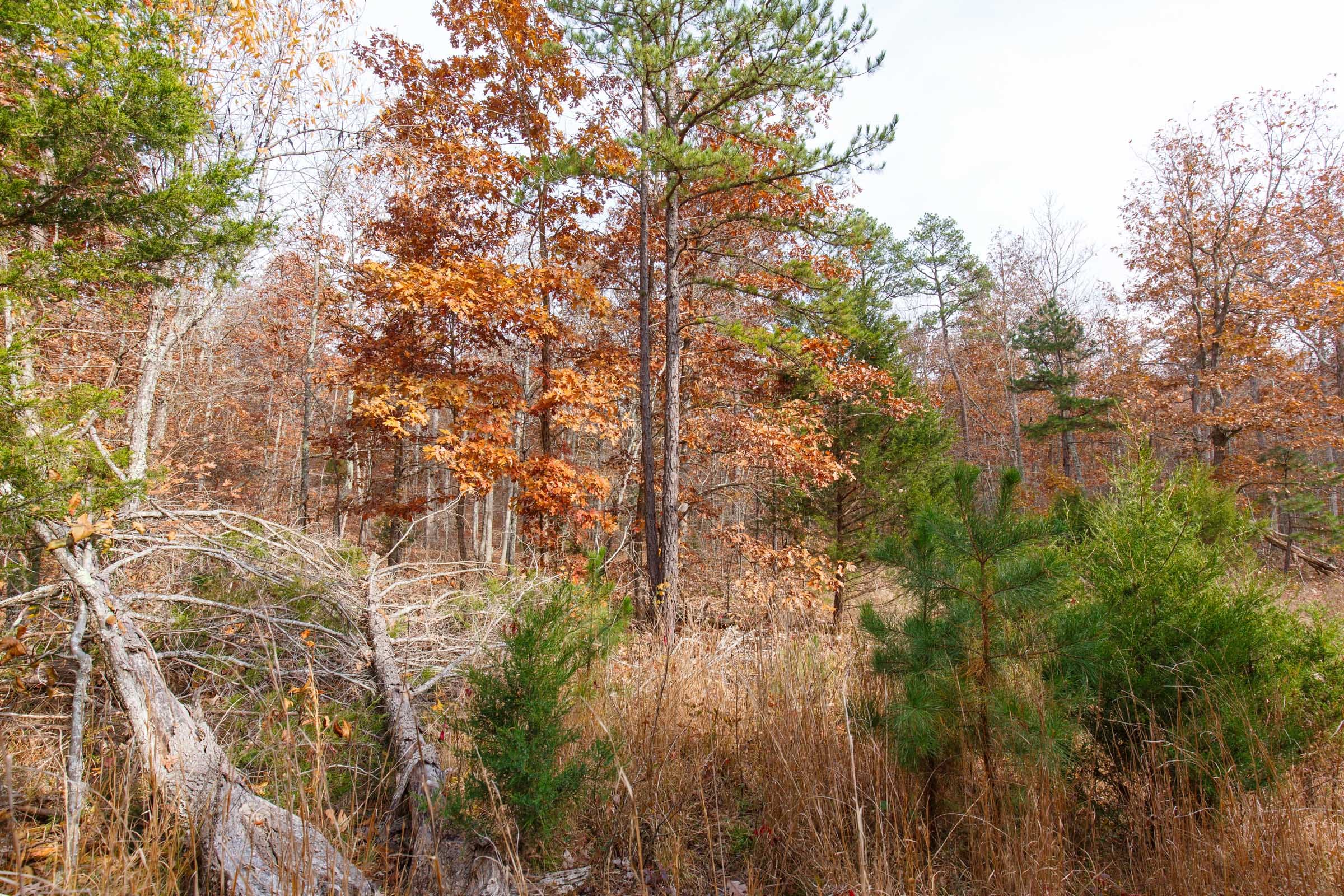 Hawkcrest Tract 46 photo 10
