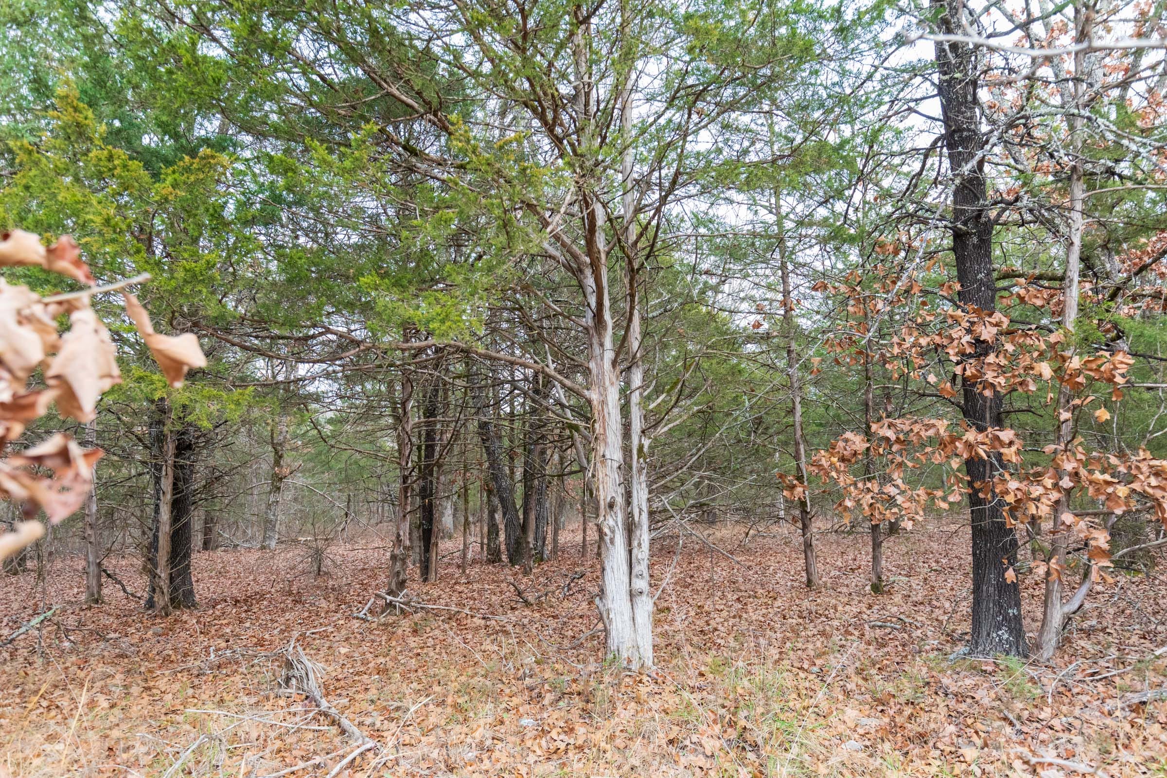 Crossroads Tract 6 photo 3