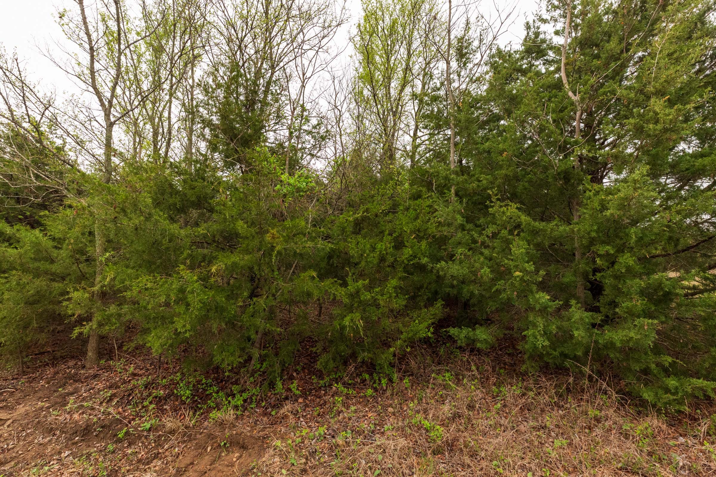 Moonrise Meadows Tract 6 photo 5