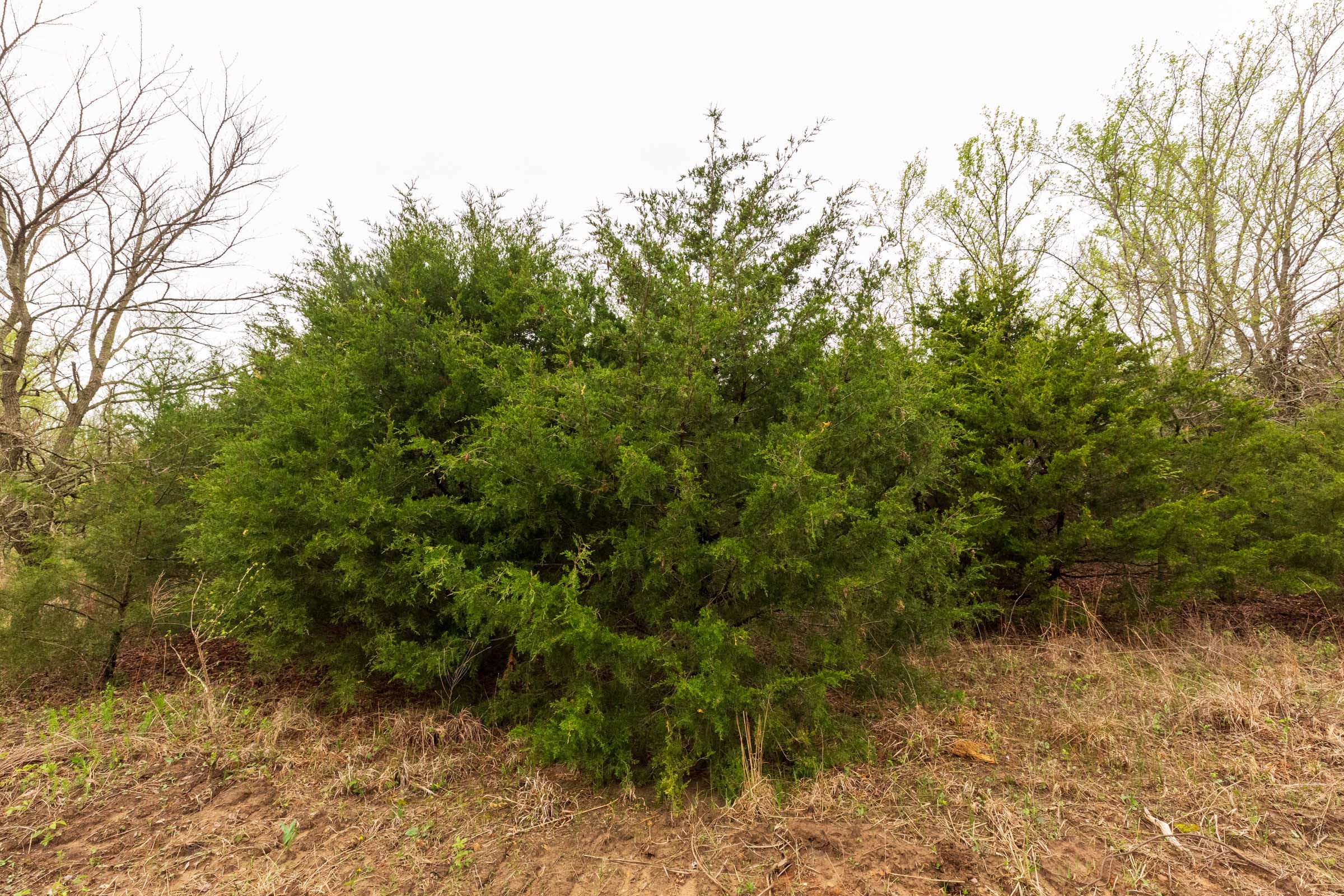 Moonrise Meadows Tract 6 photo 4