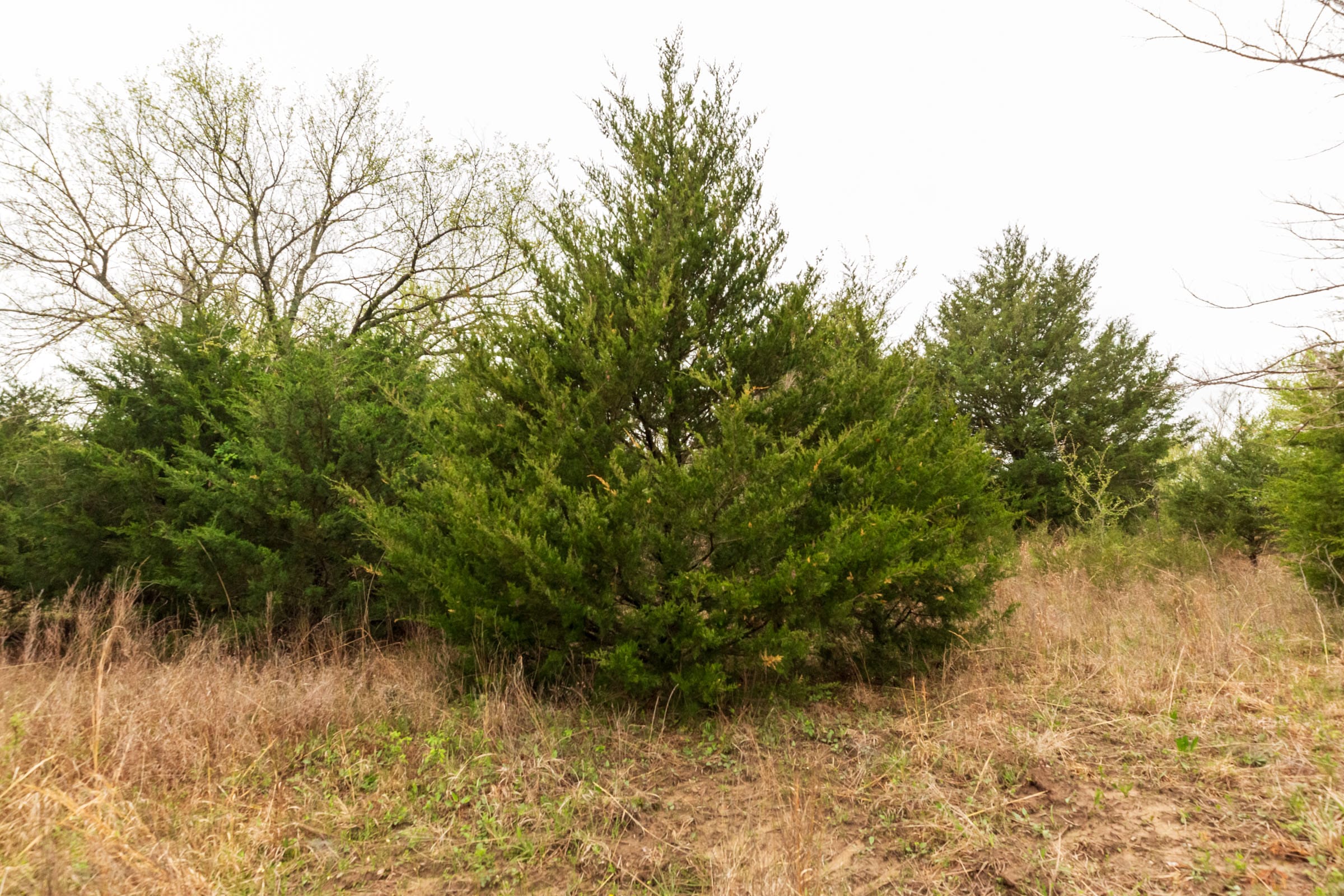 Moonrise Meadows Tract 6 photo 6