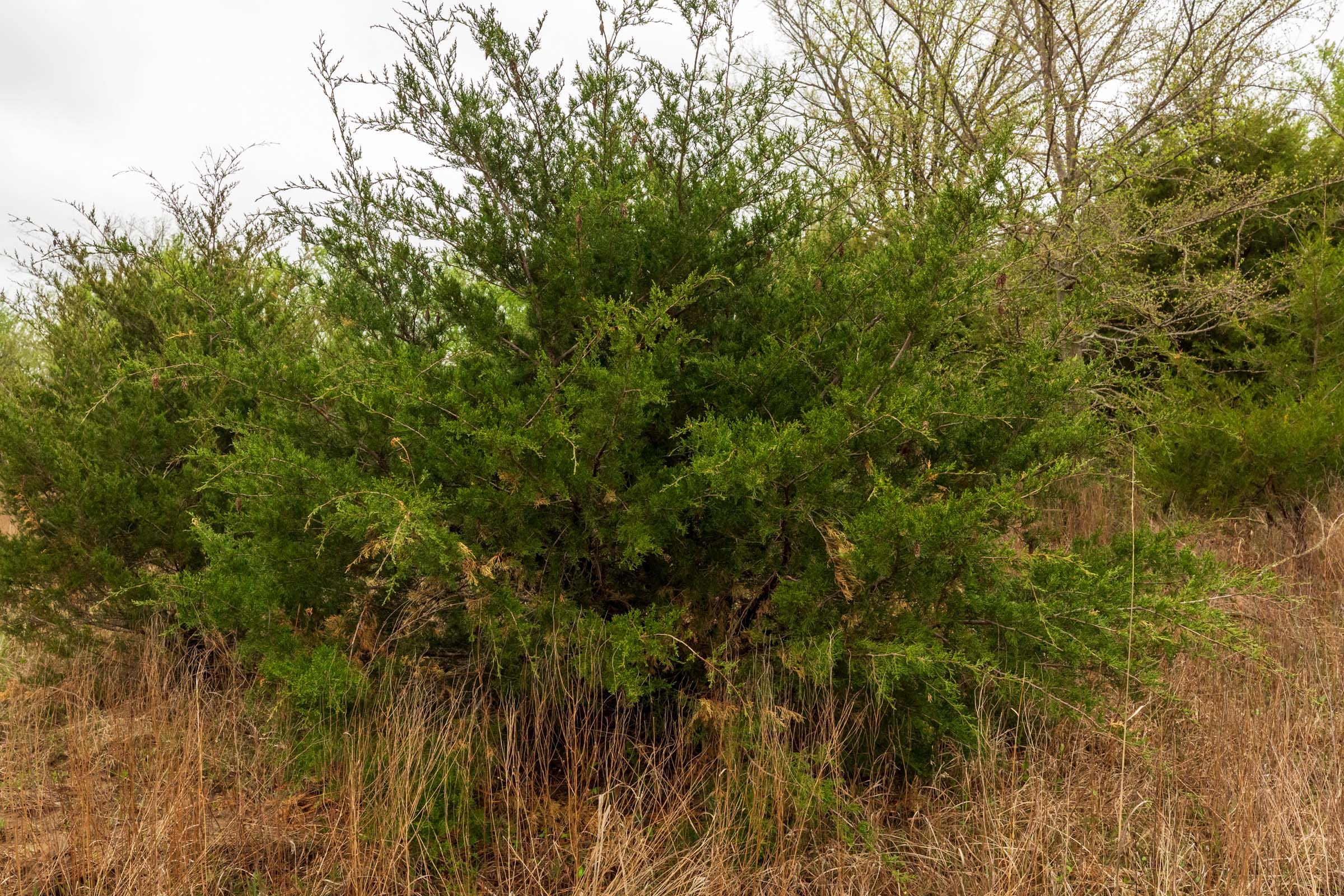 Moonrise Meadows Tract 6 photo 12