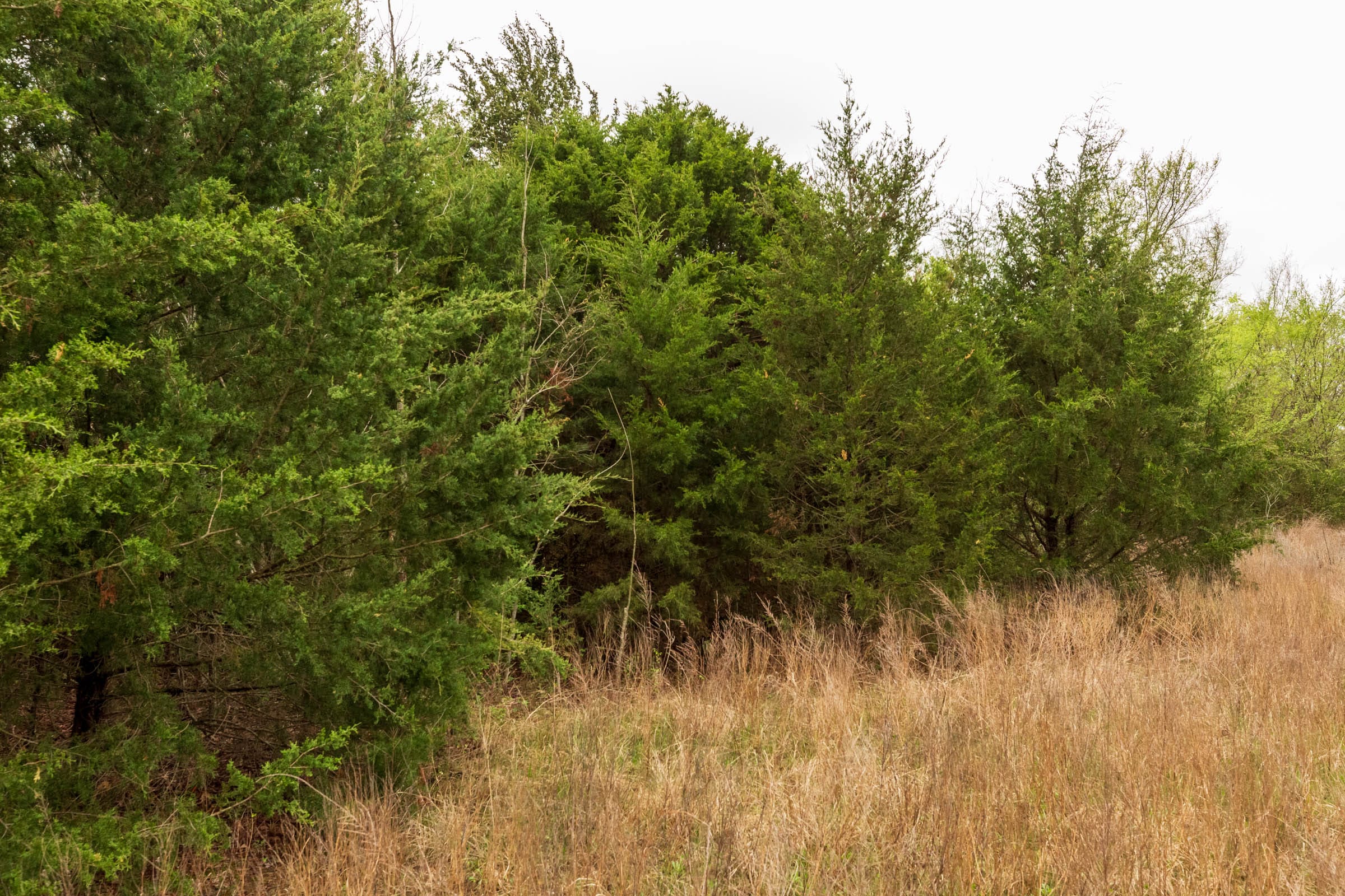 Moonrise Meadows Tract 6 photo 14