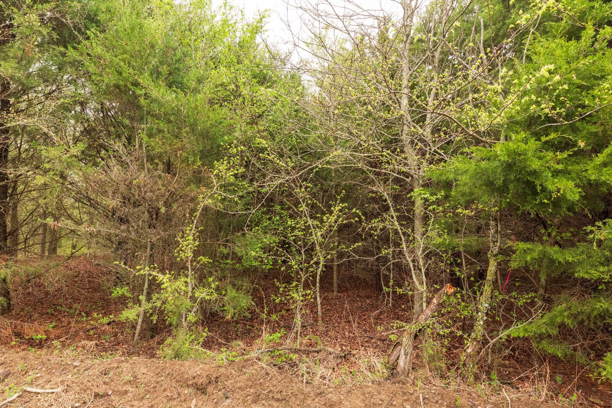 Moonrise Meadows Tract 6 photo 10