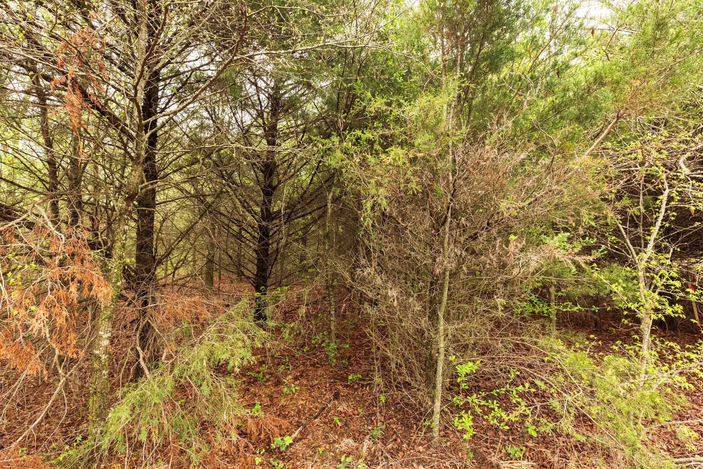 Moonrise Meadows Tract 6 photo 8