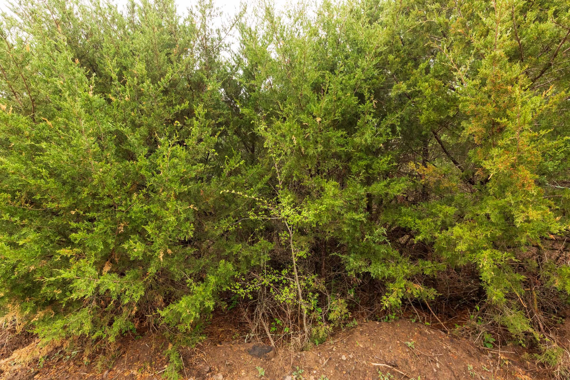 Moonrise Meadows Tract 6 photo 16