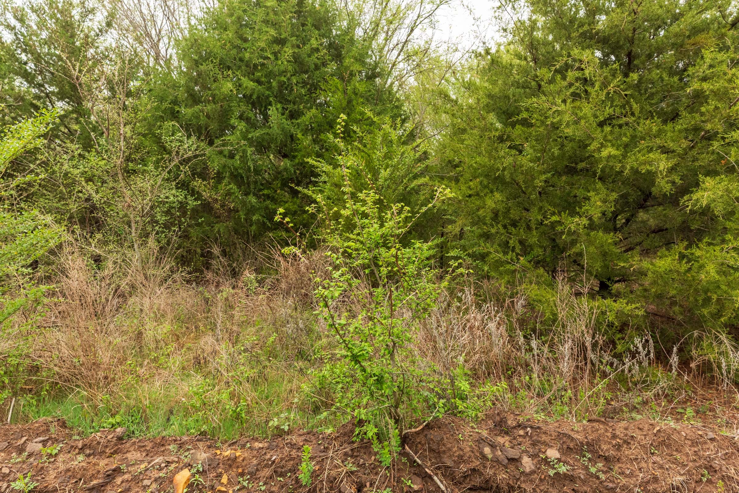 Moonrise Meadows Tract 6 photo 2