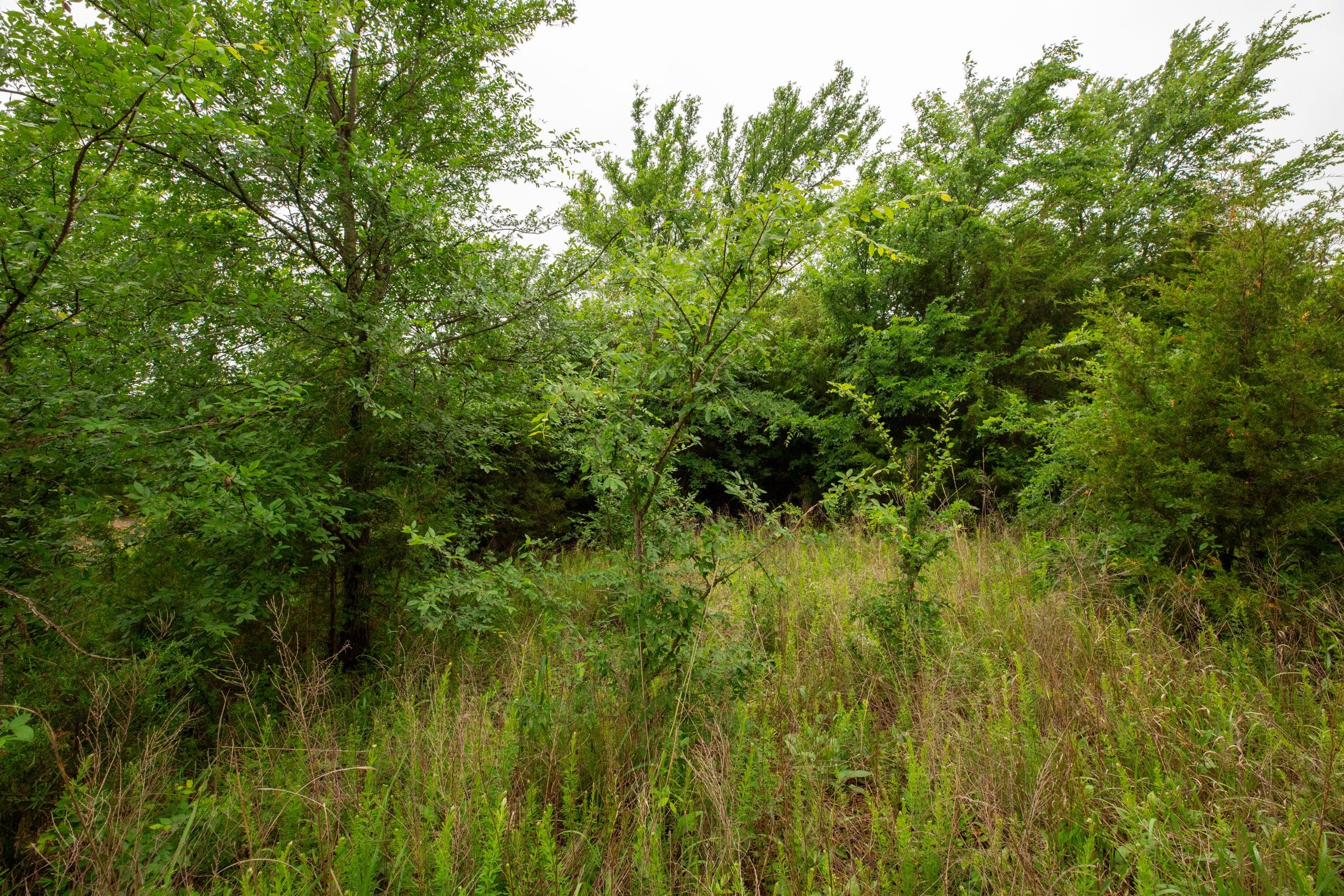Moonrise Meadows Tract 6 photo 11