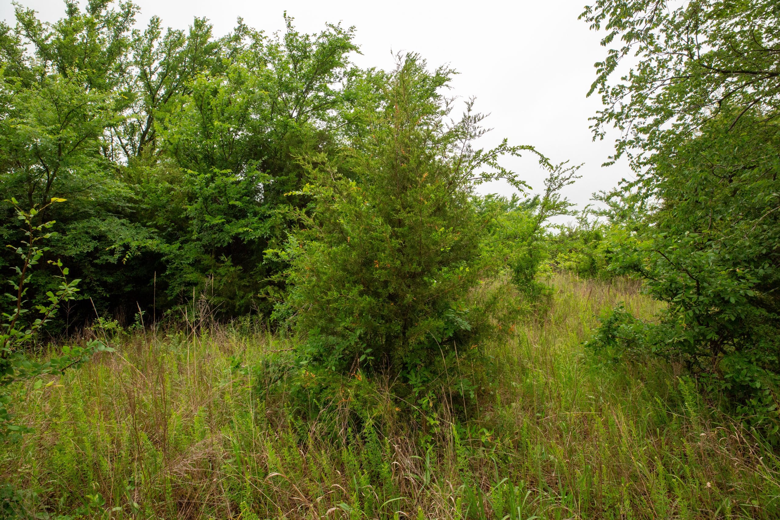 Moonrise Meadows Tract 6 photo 17