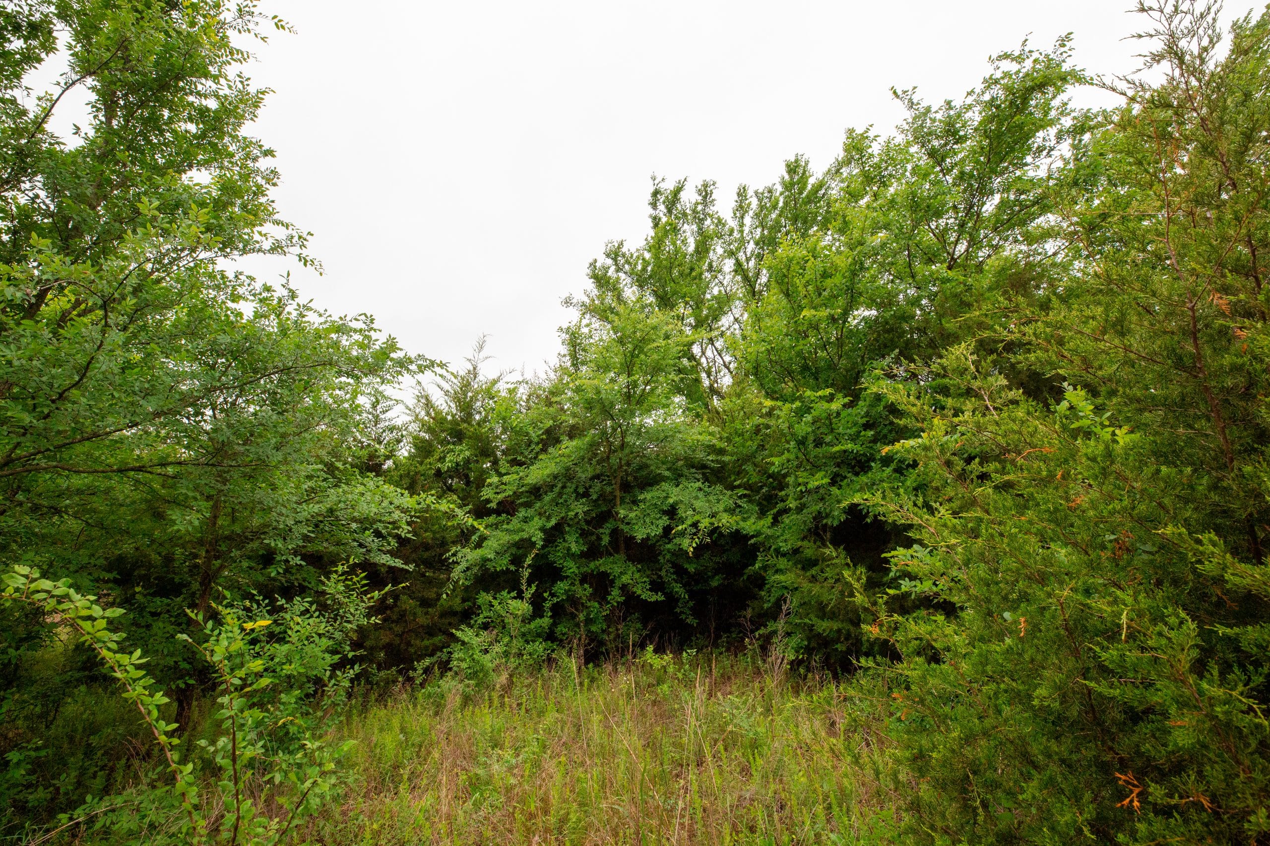 Moonrise Meadows Tract 6 photo 7