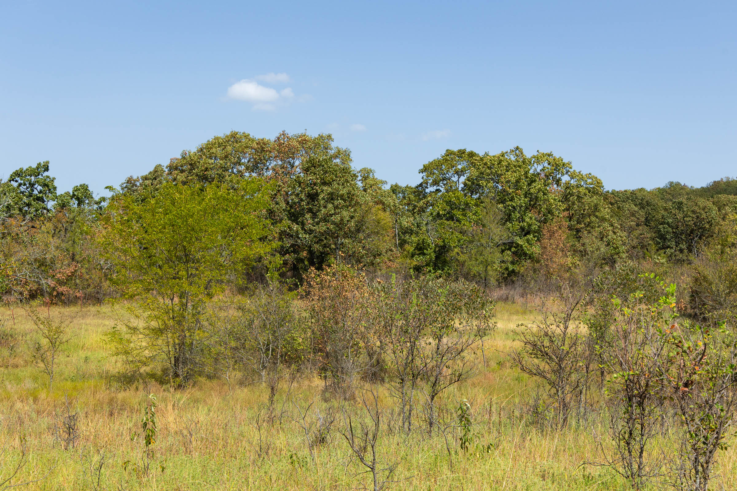 Gracyn Meadows Tract 18 photo 7