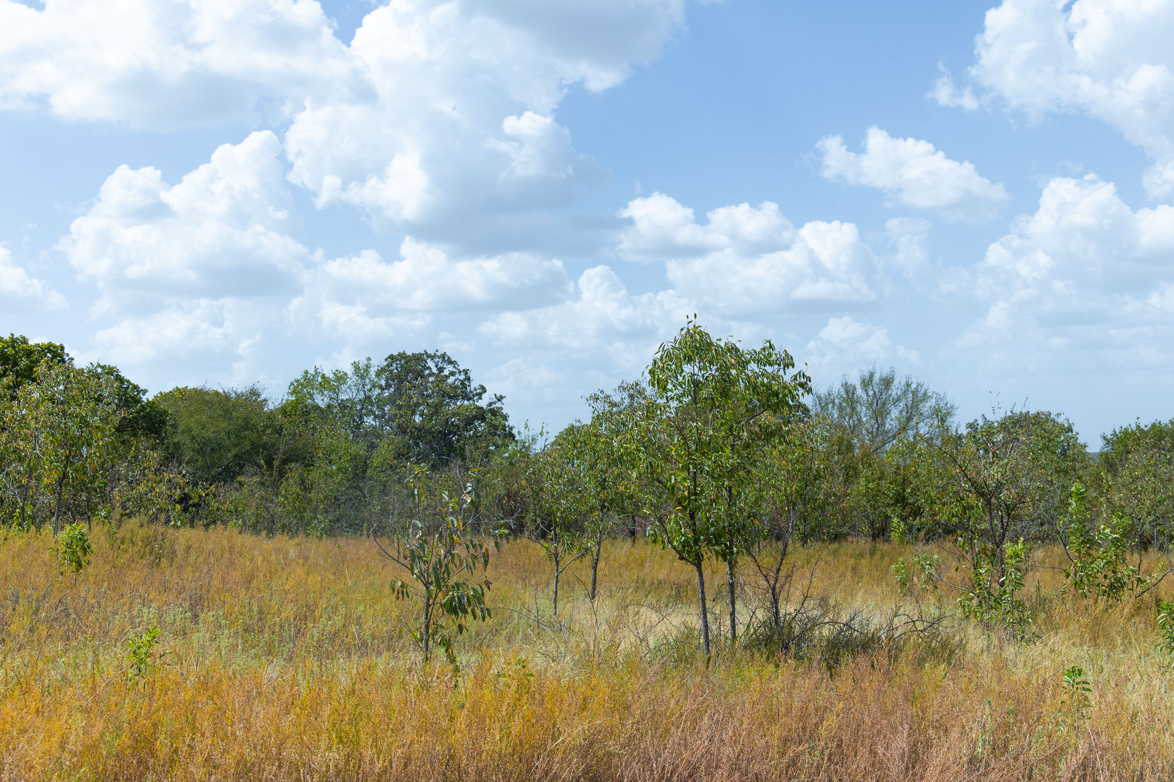 Gracyn Meadows Tract 18 photo 11