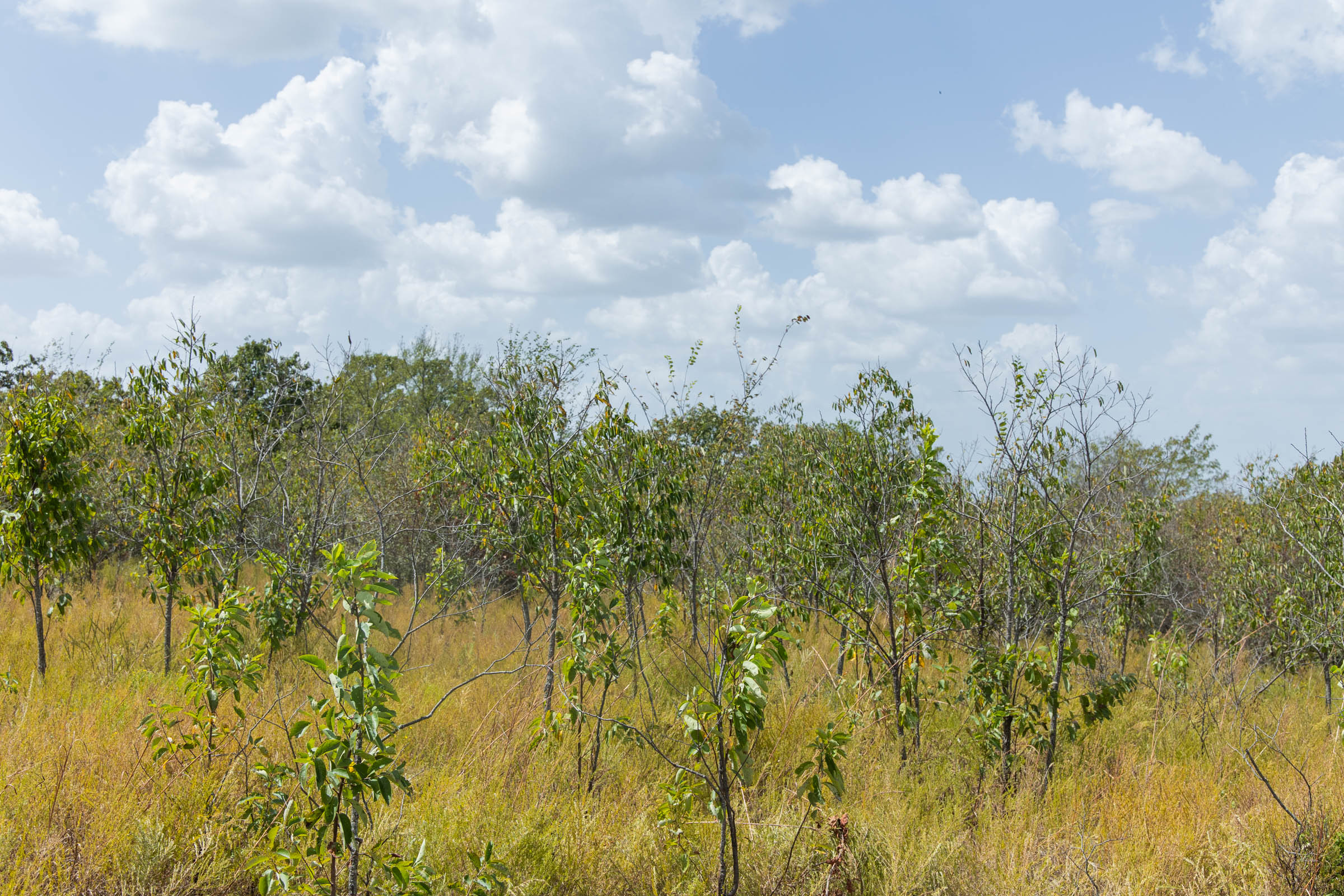 Gracyn Meadows Tract 18 photo 8