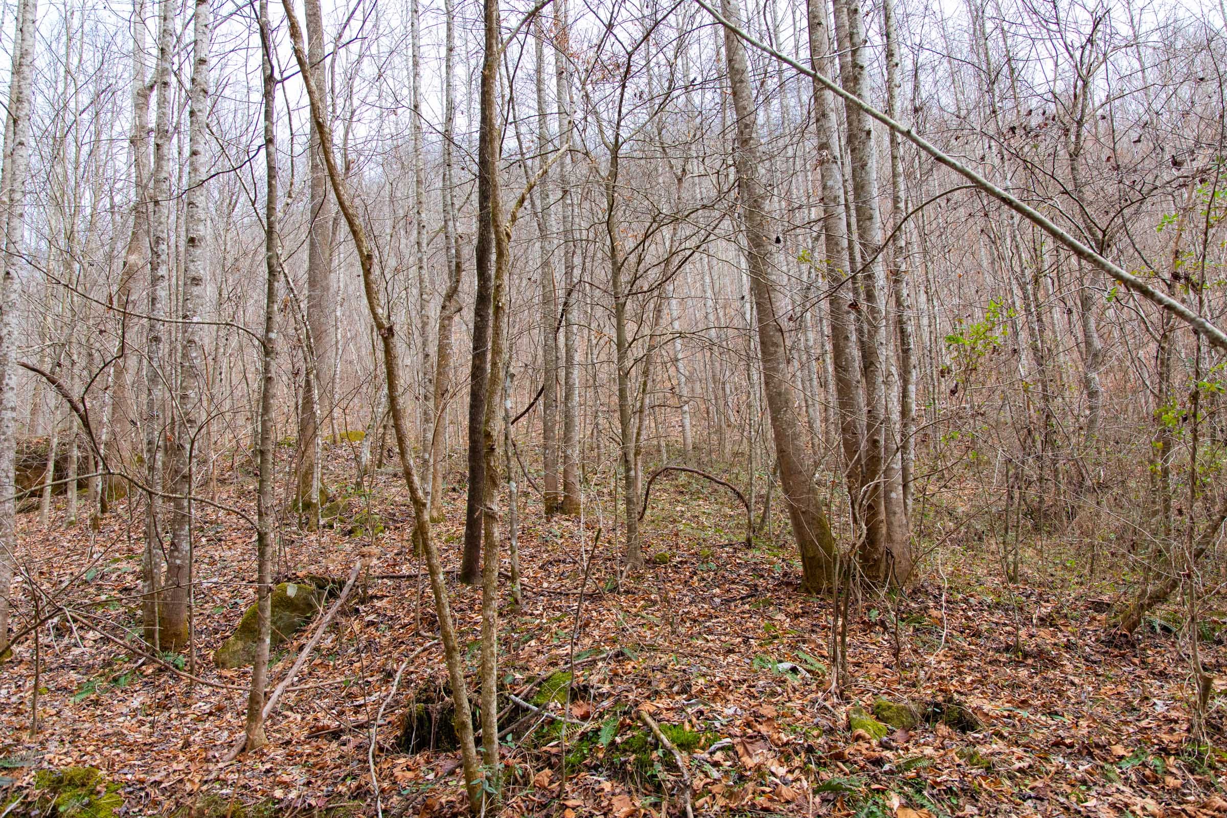 Blackstone Mountain Phase I Tract 38 photo 3