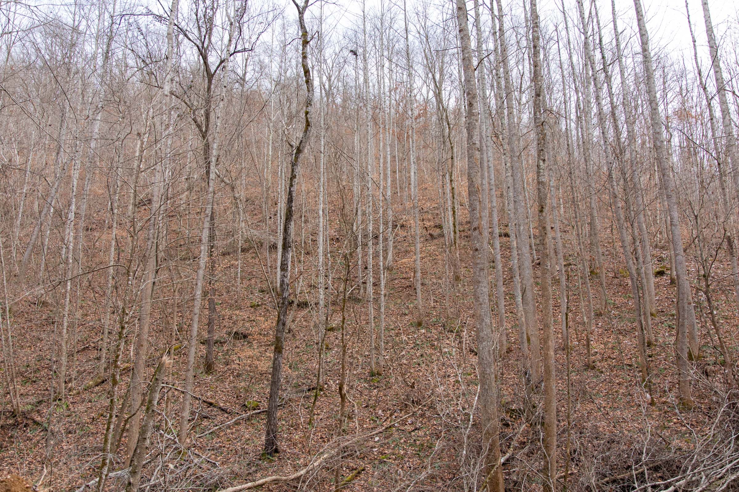 Blackstone Mountain Phase I Tract 38 photo 13