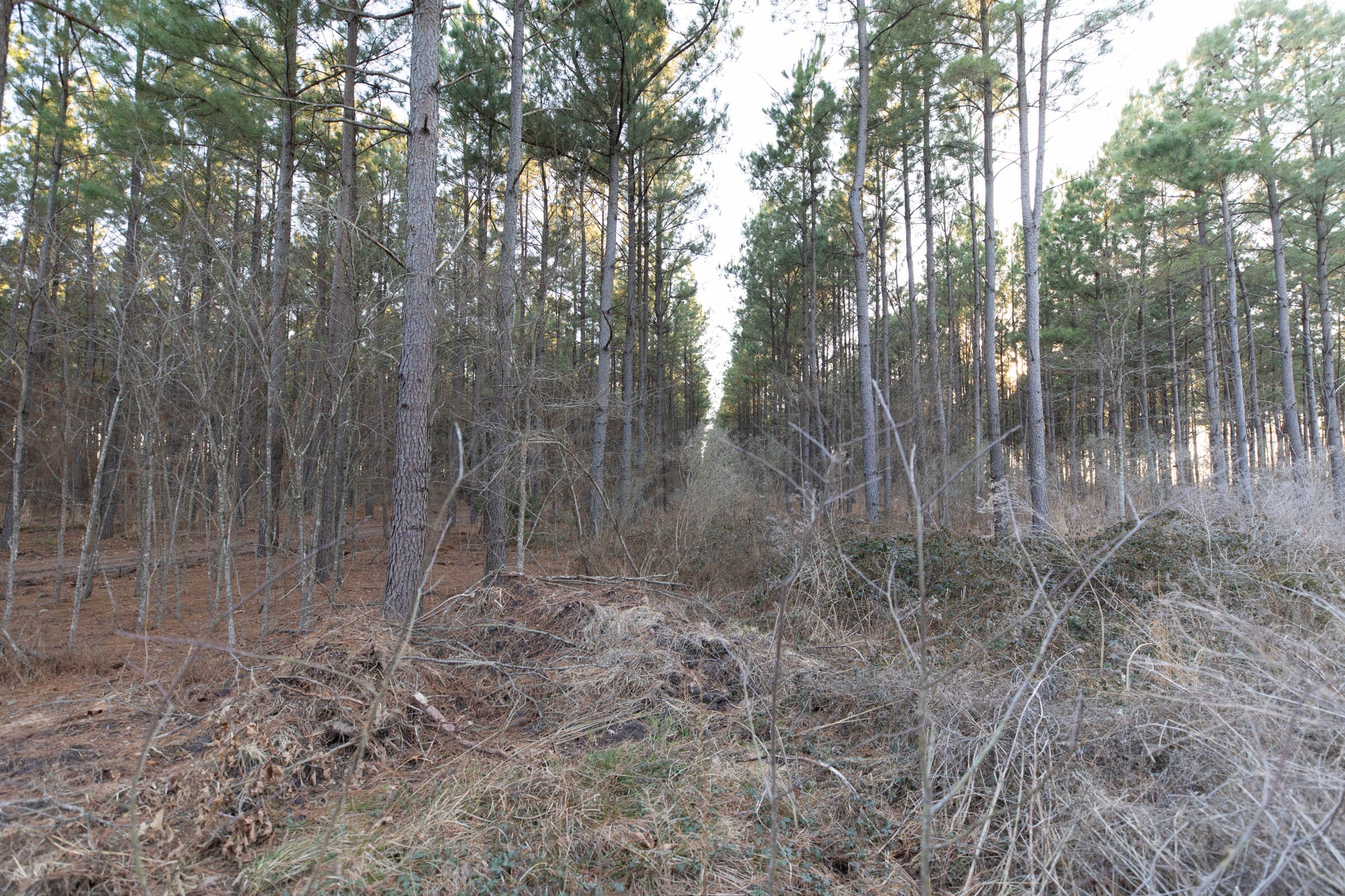 Wishing Star Ranch Tract 54 photo 6