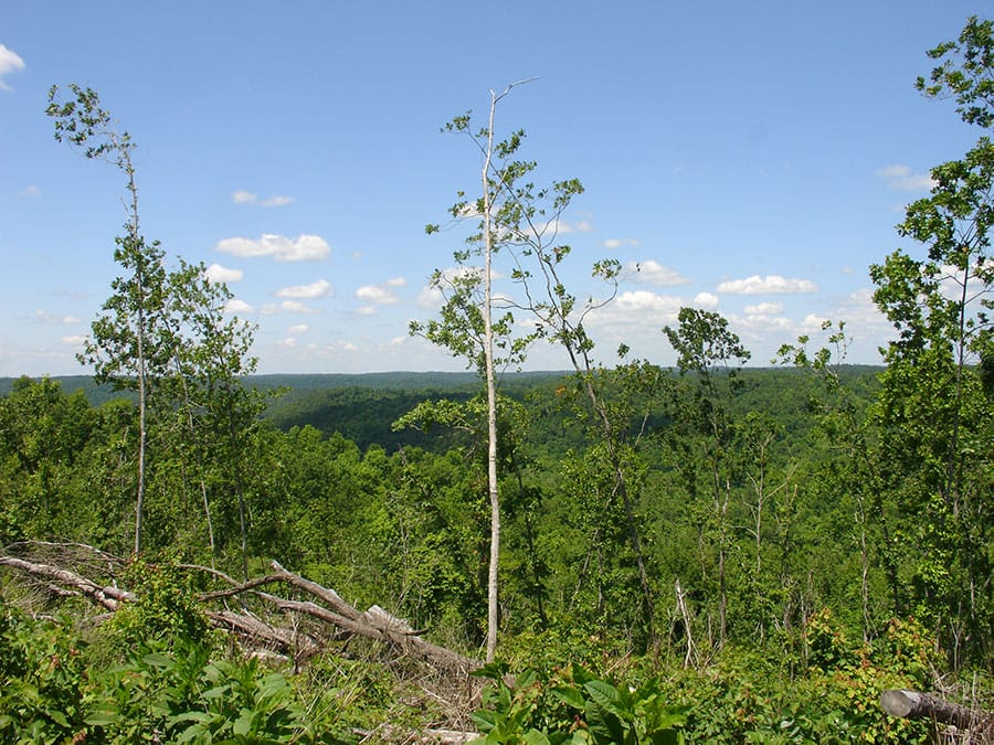Antler Ridge Tract 19 photo 2