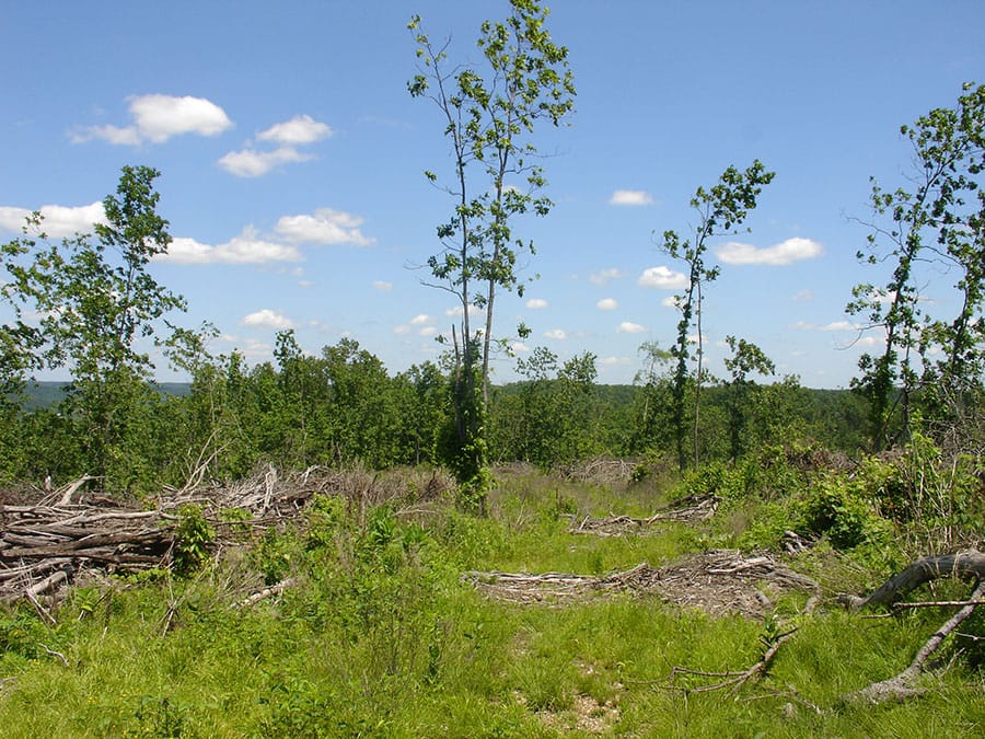 Antler Ridge Tract 19 photo 3