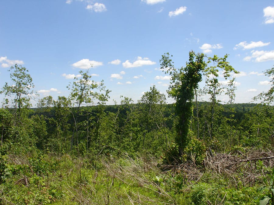 Antler Ridge Tract 19 photo 4