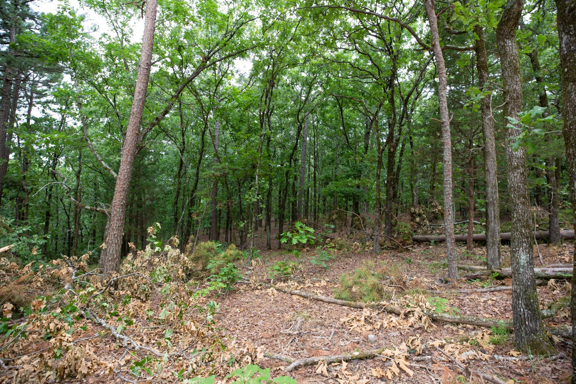 Eagle’s Nest Tract 86 photo 8