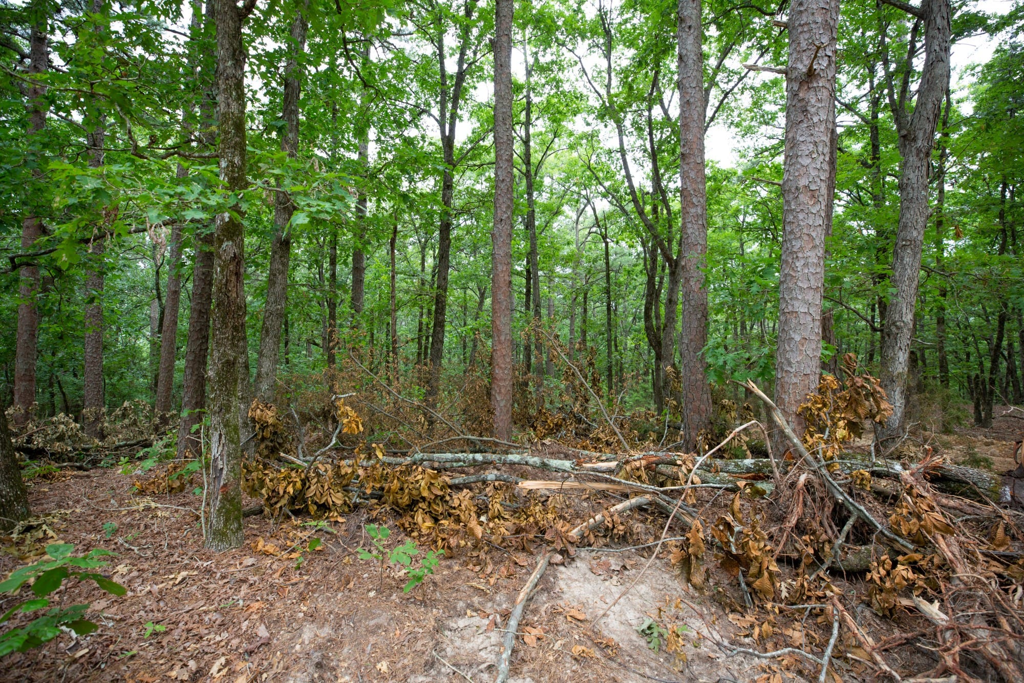 Eagle’s Nest Tract 86 photo 10