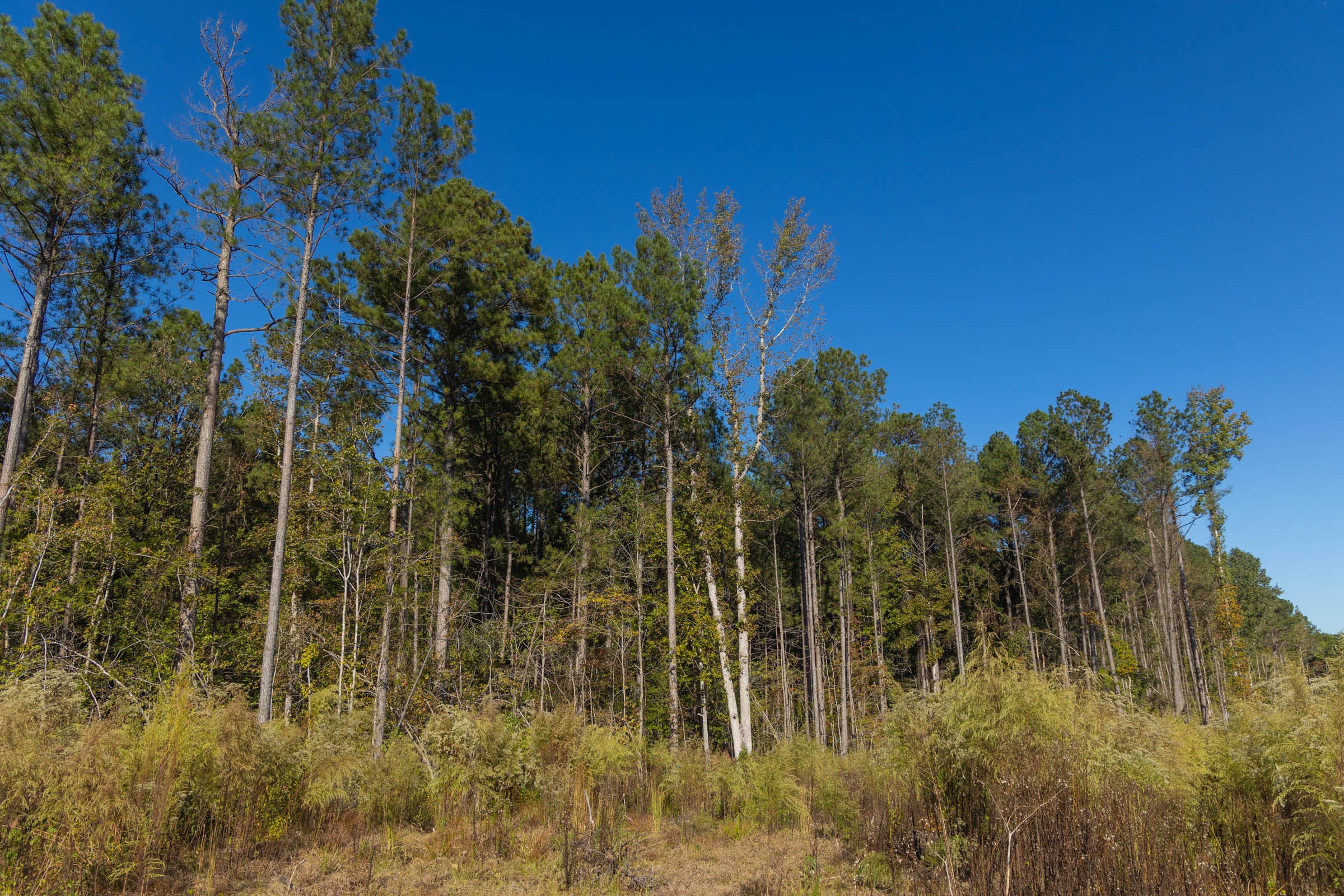 Meyer’s Ridge Tract 26 photo 9