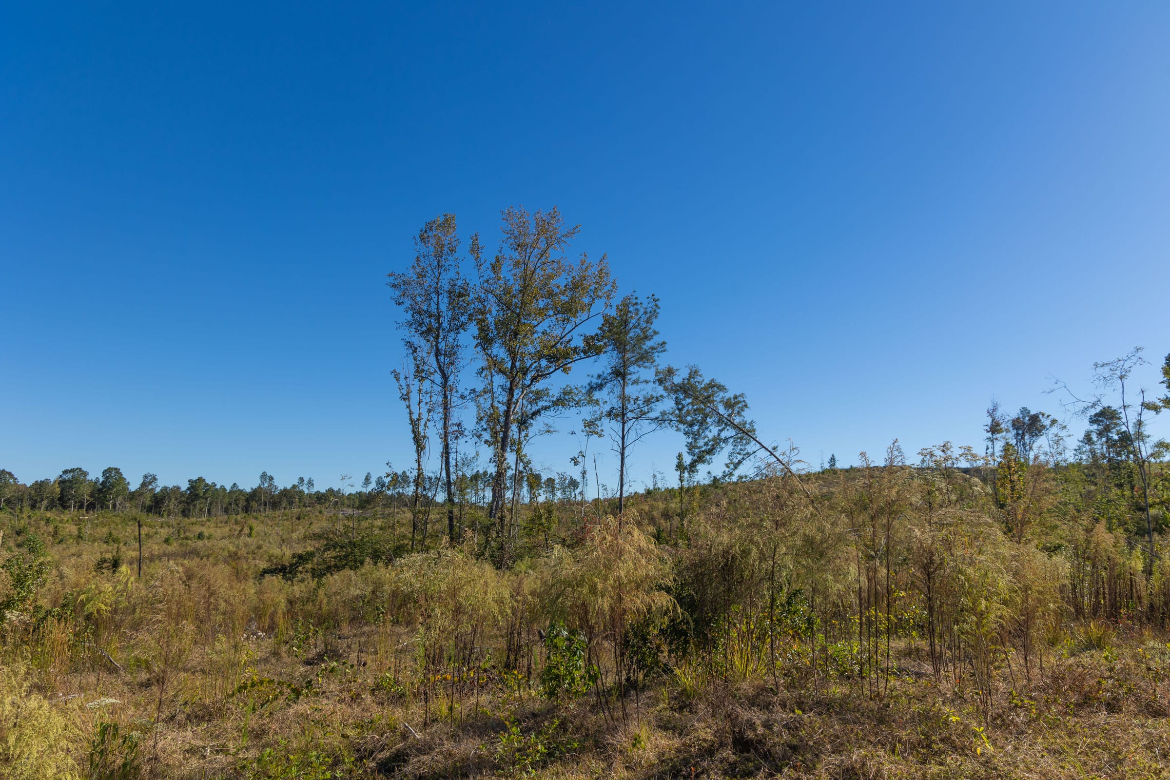 Meyer’s Ridge Tract 26 photo 5