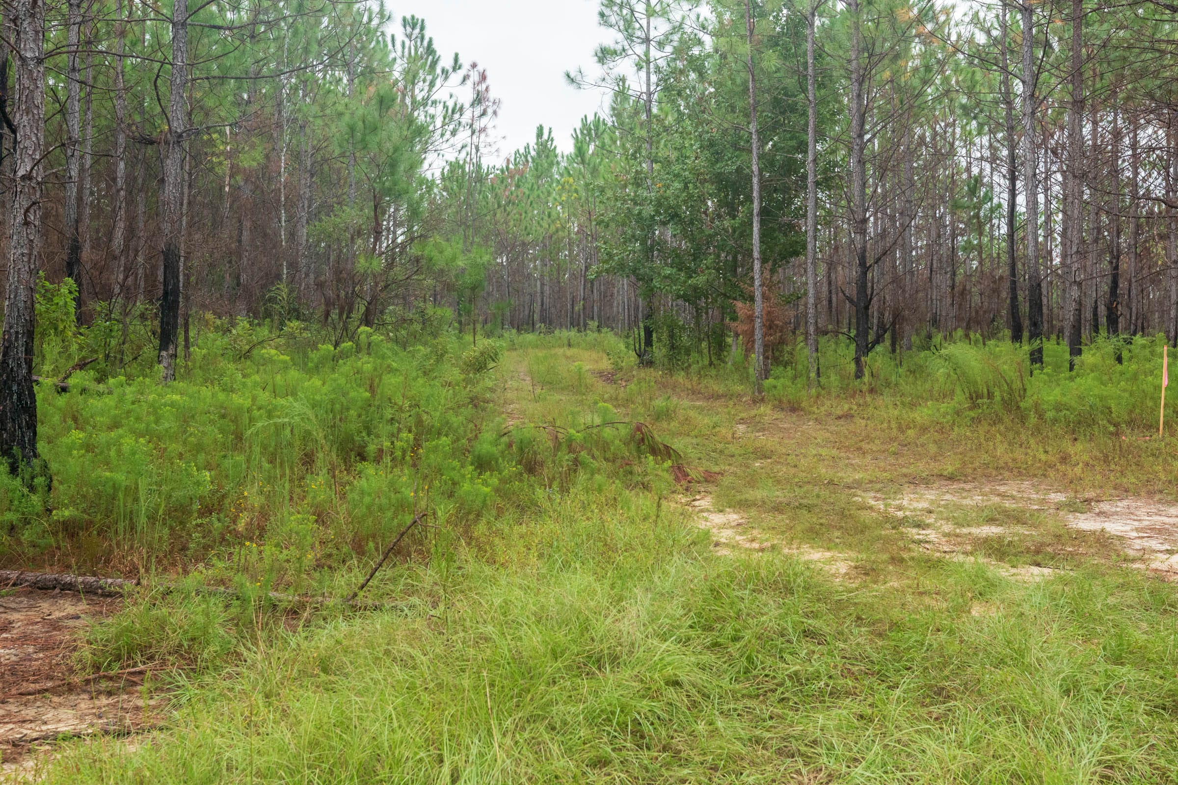 Jackson’s Gap Tract 8 photo 1