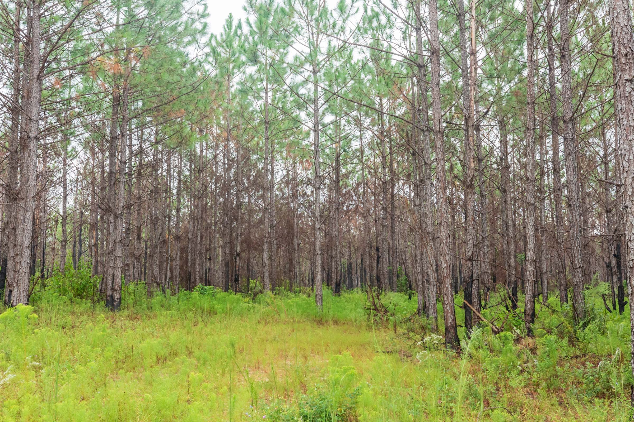 Jackson’s Gap Tract 8 photo 4