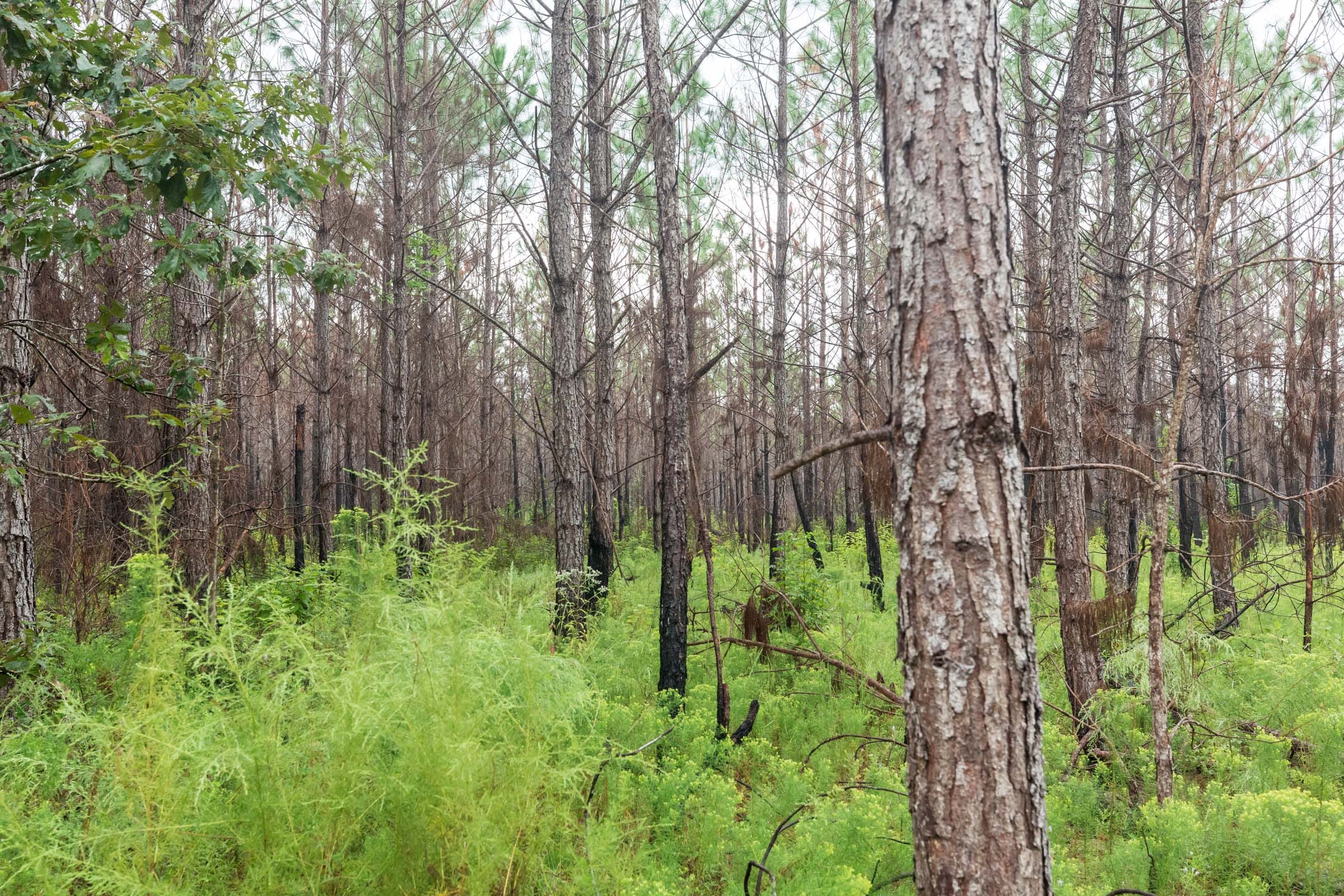 Jackson’s Gap Tract 8 photo 2