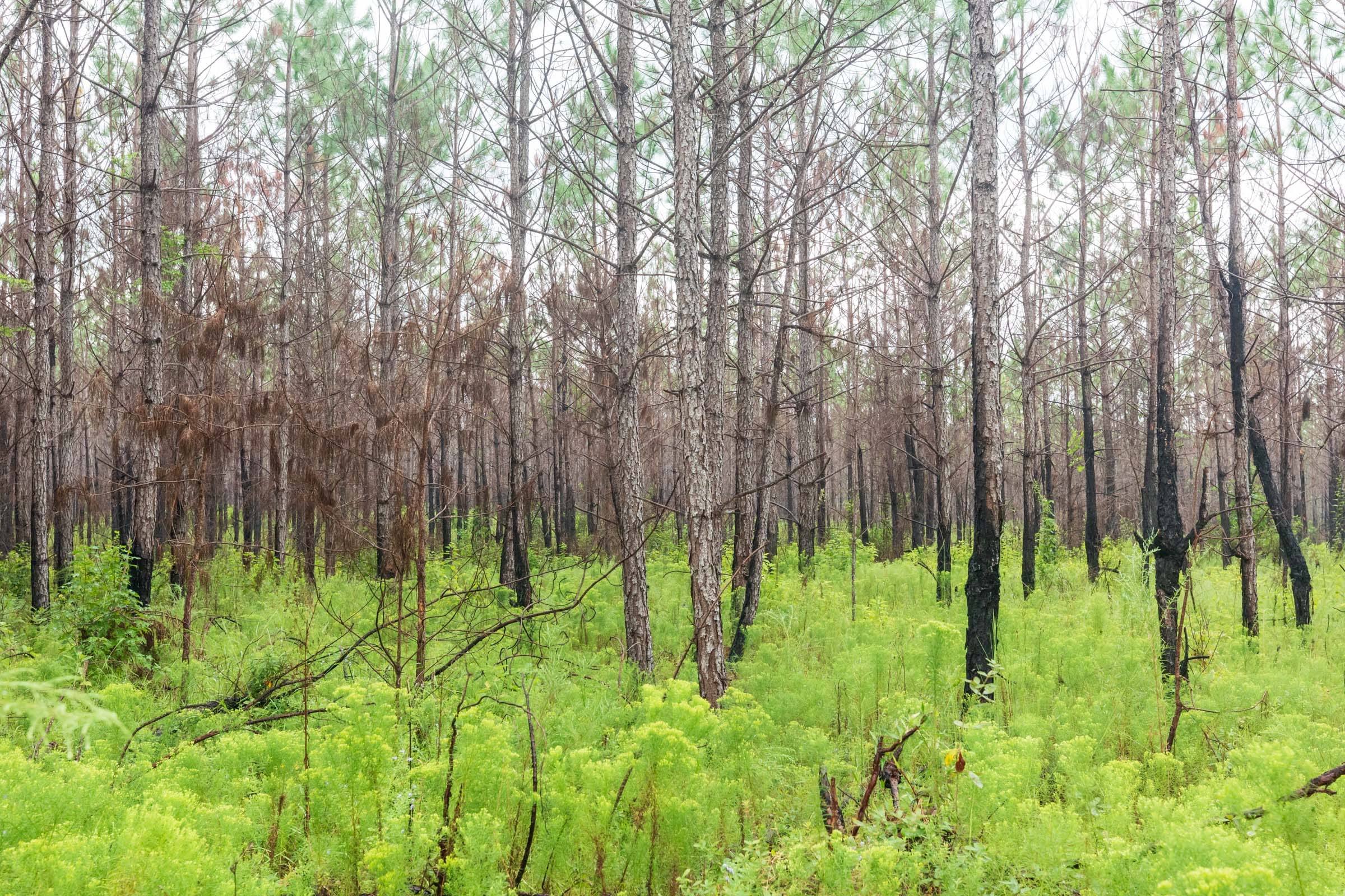 Jackson’s Gap Tract 8 photo 3