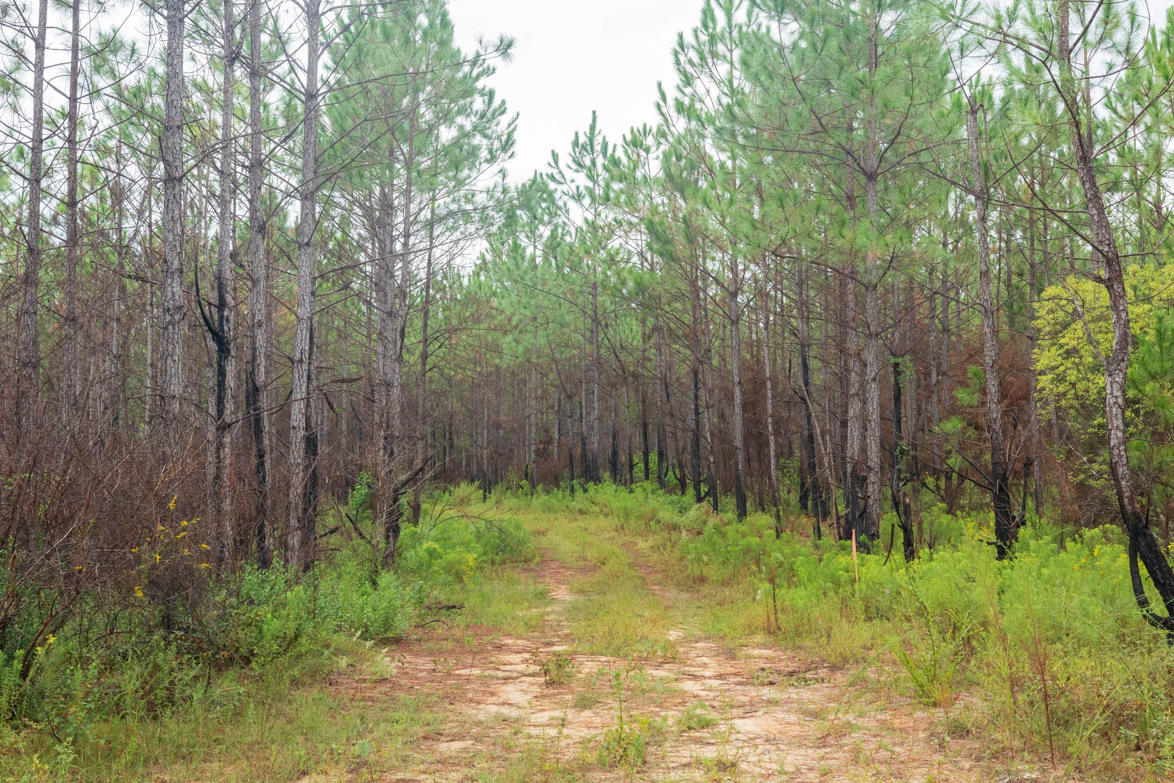 Jackson’s Gap Tract 8 photo 6