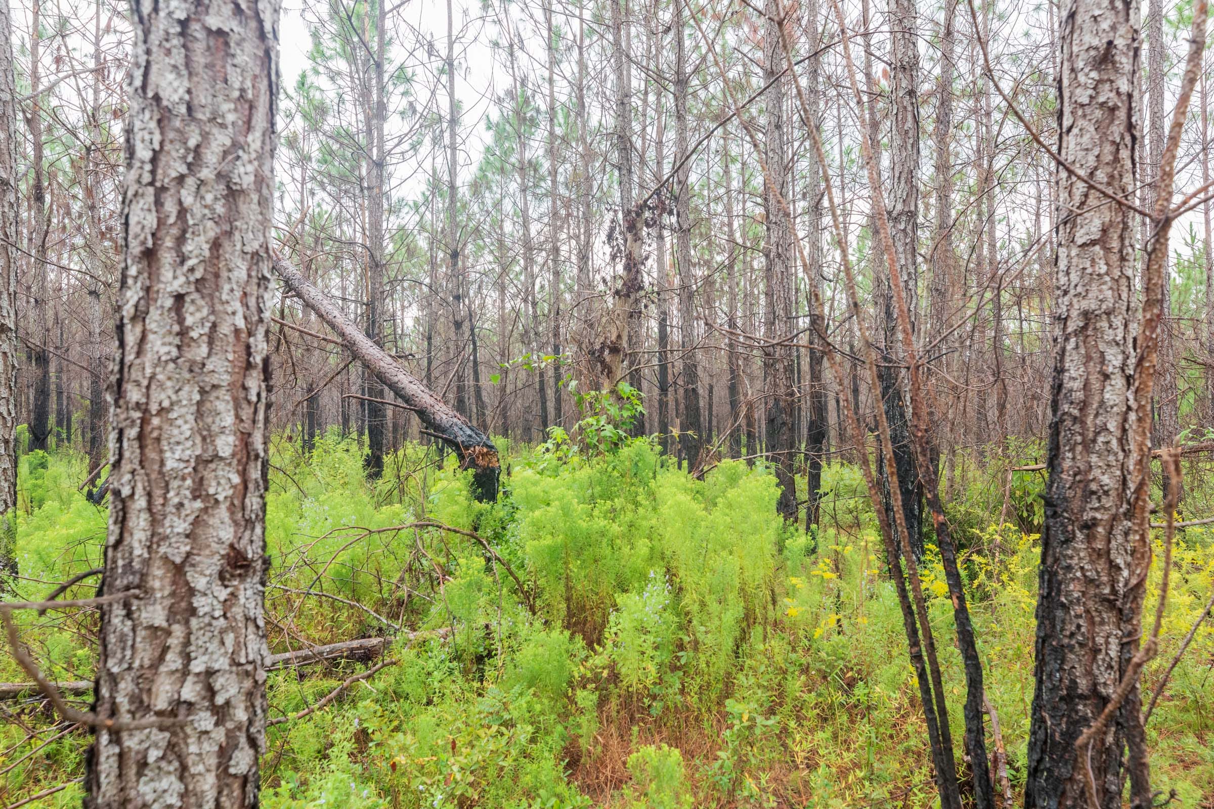 Jackson’s Gap Tract 8 photo 8