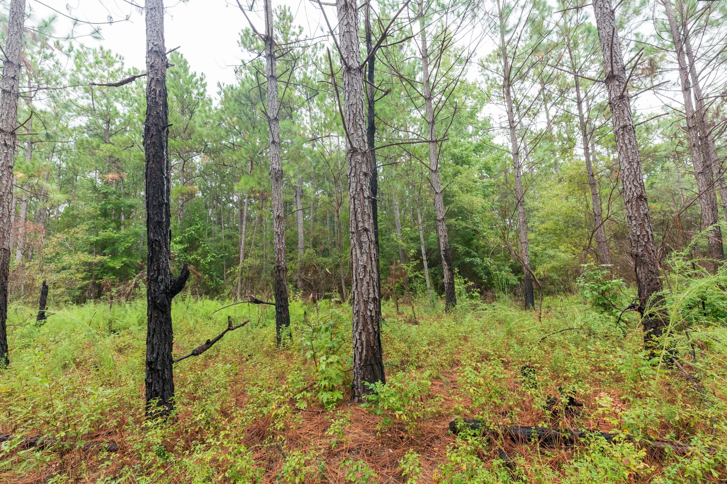 Jackson’s Gap Tract 8 photo 9