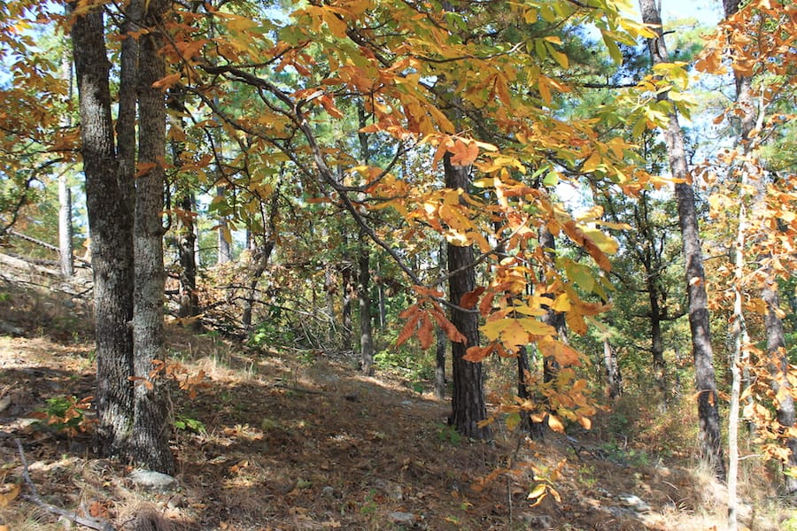 Indian Ridge – Phase III Tract 108 photo 12