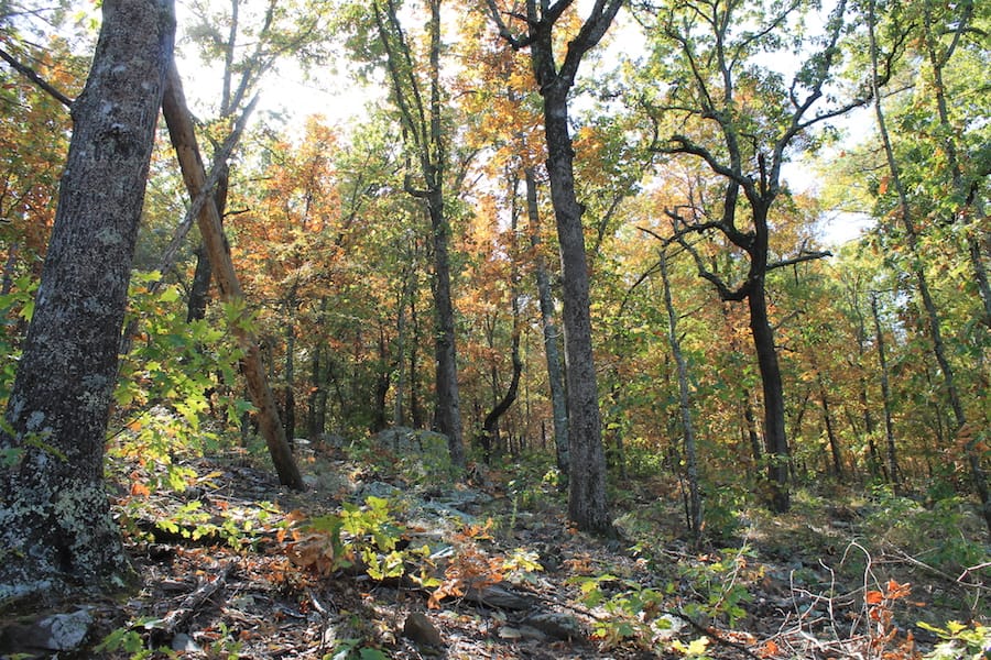 Indian Ridge – Phase III Tract 108 photo 15