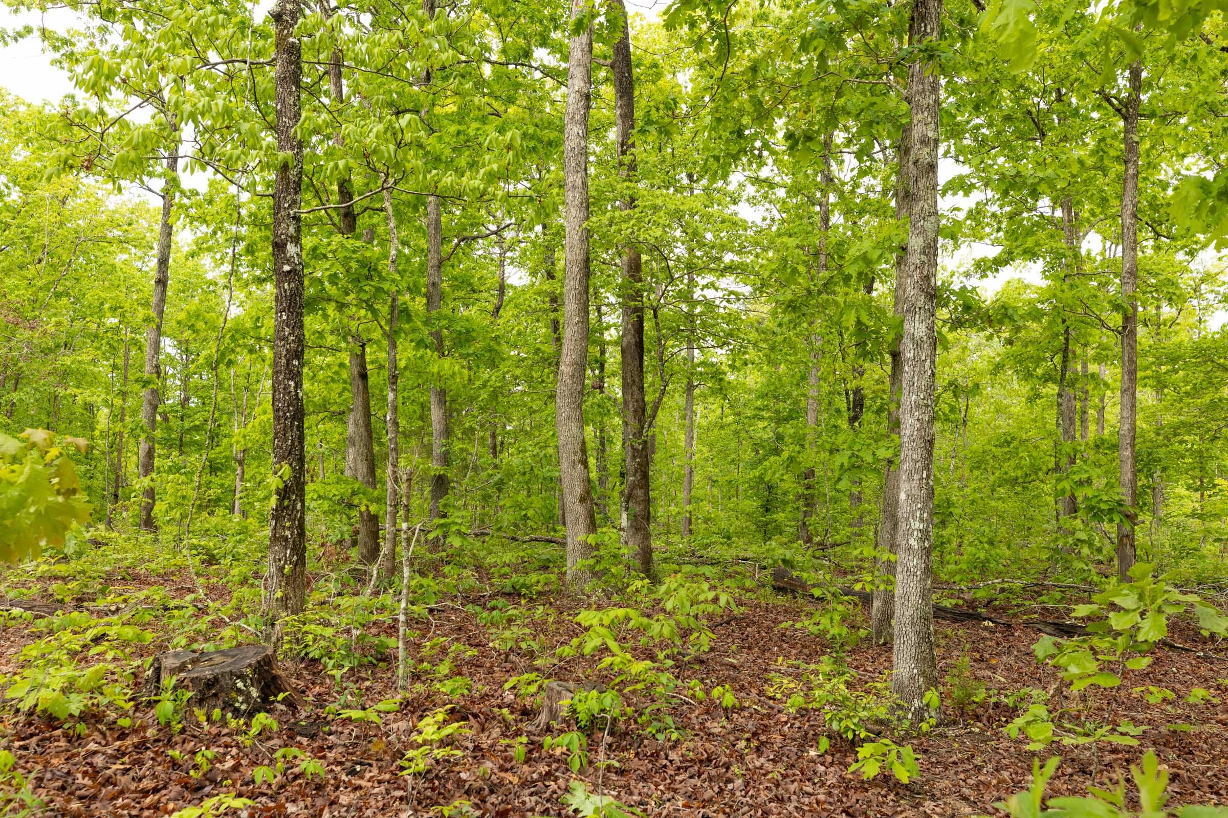 Stardust Estates Tract 32 photo 4