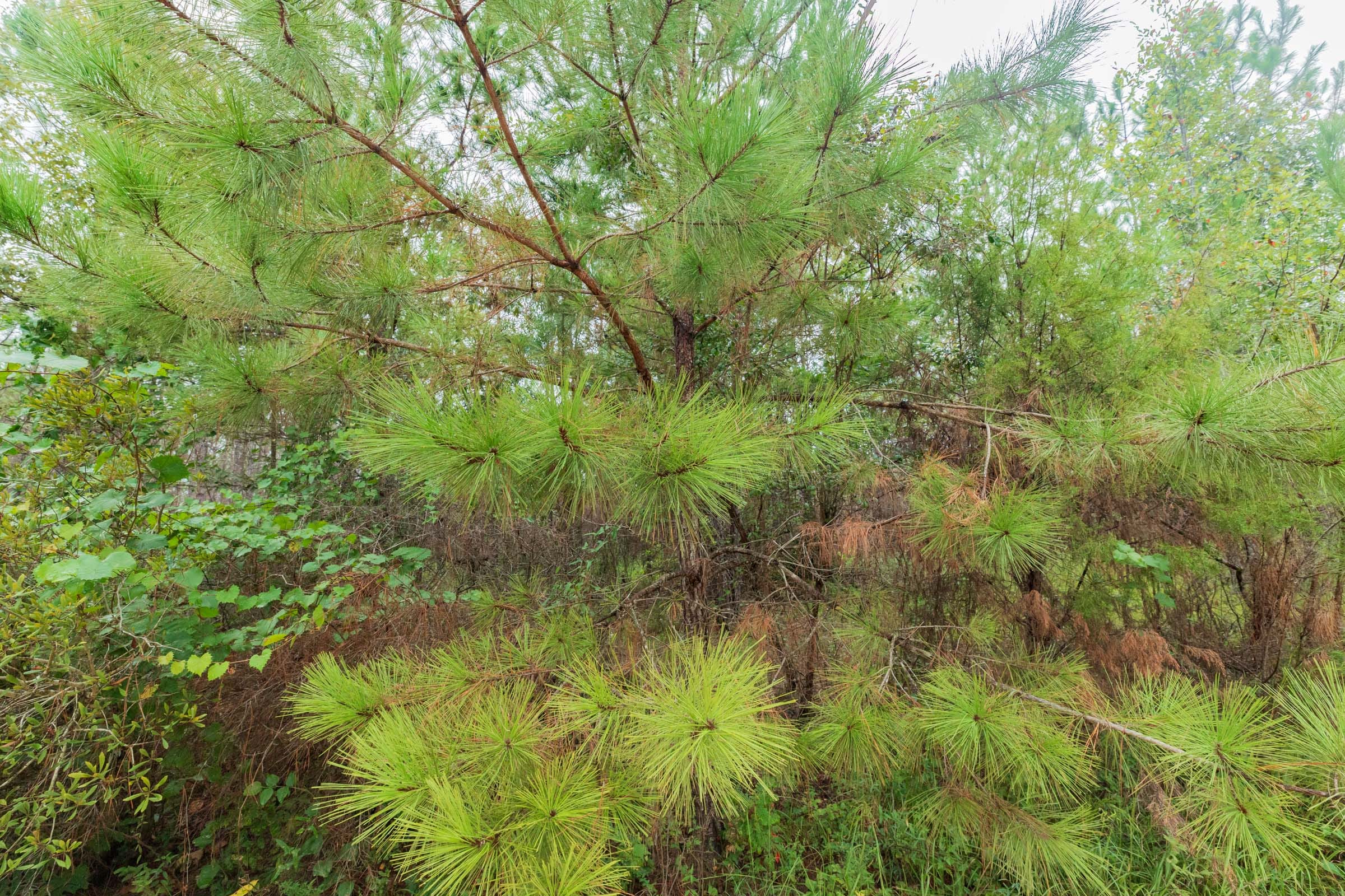 Jackson’s Gap Tract 4 photo 2