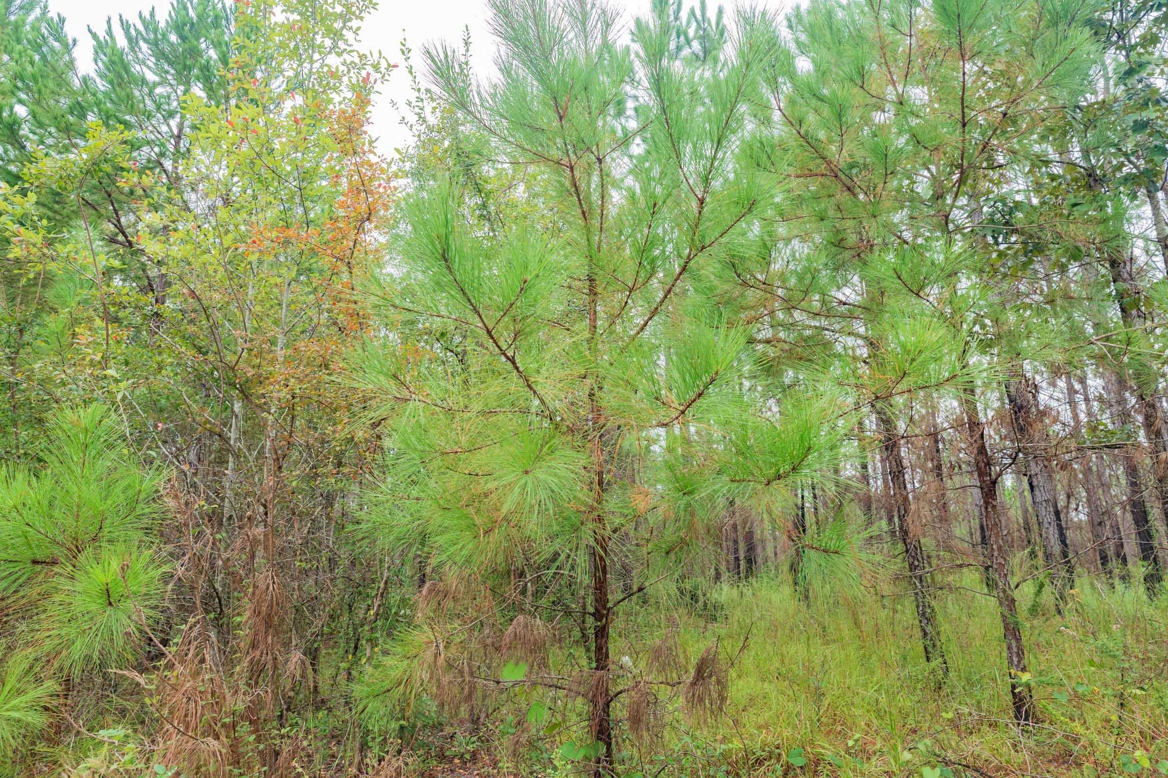 Jackson’s Gap Tract 4 photo 5