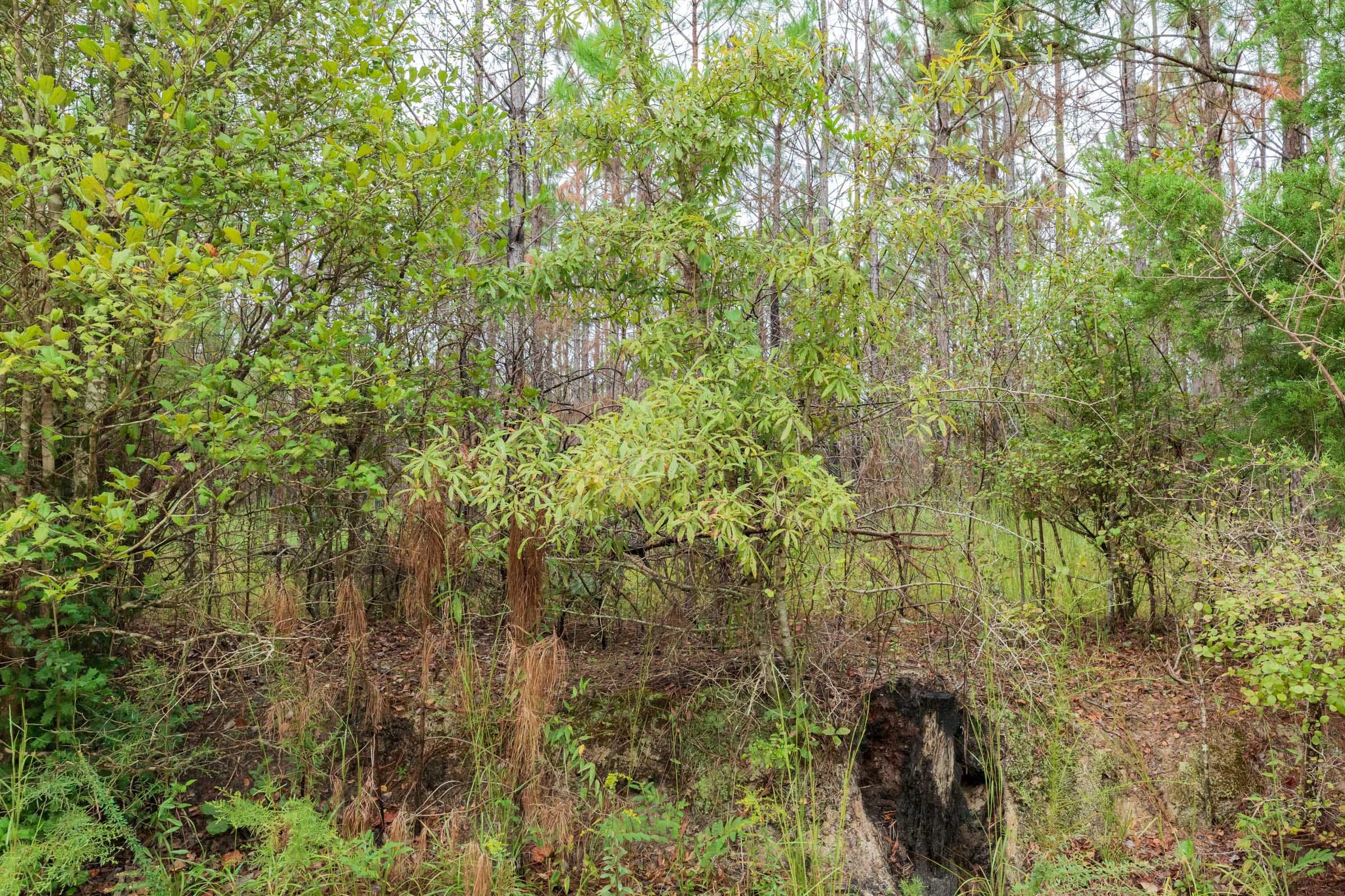 Jackson’s Gap Tract 4 photo 7