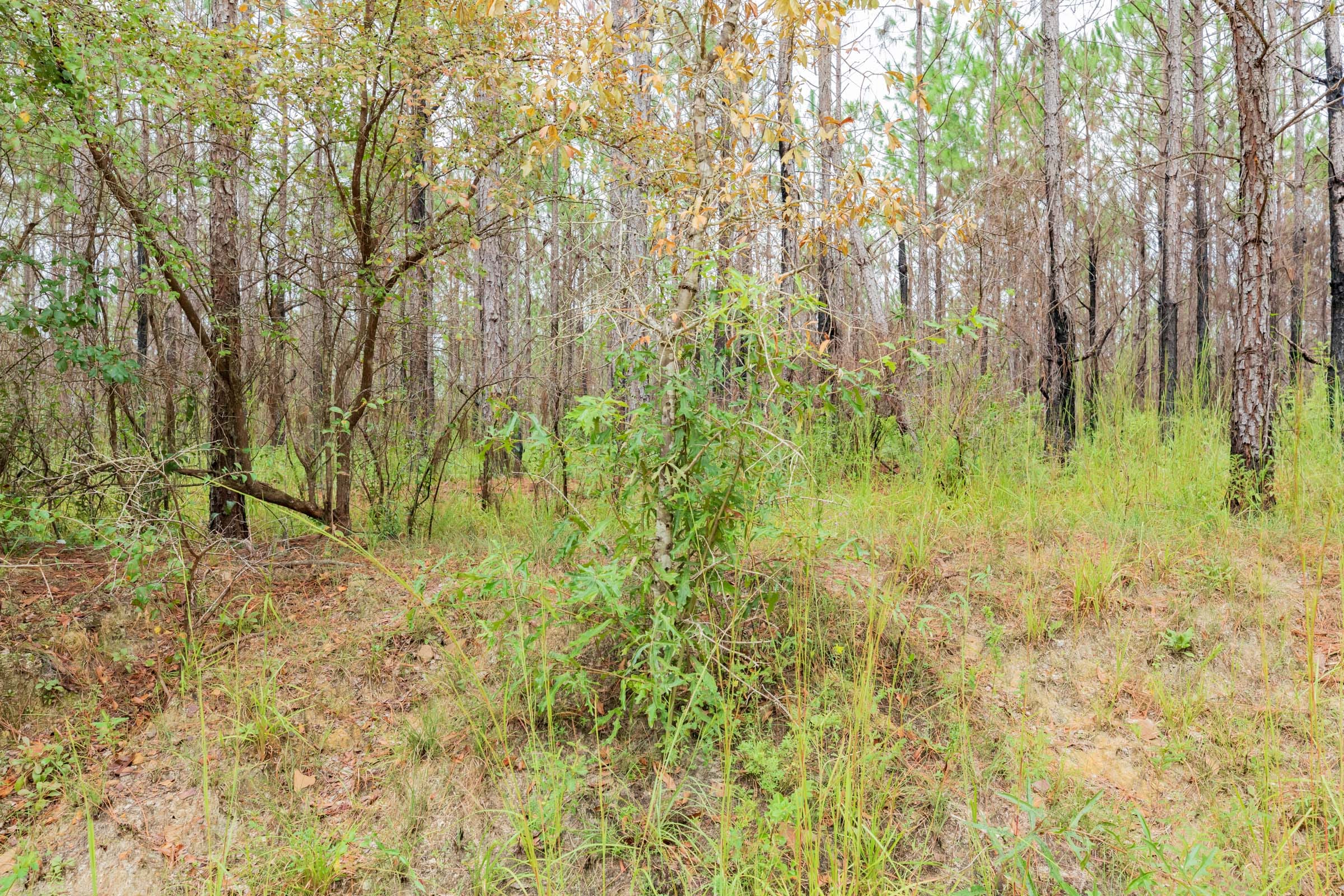 Jackson’s Gap Tract 4 photo 6