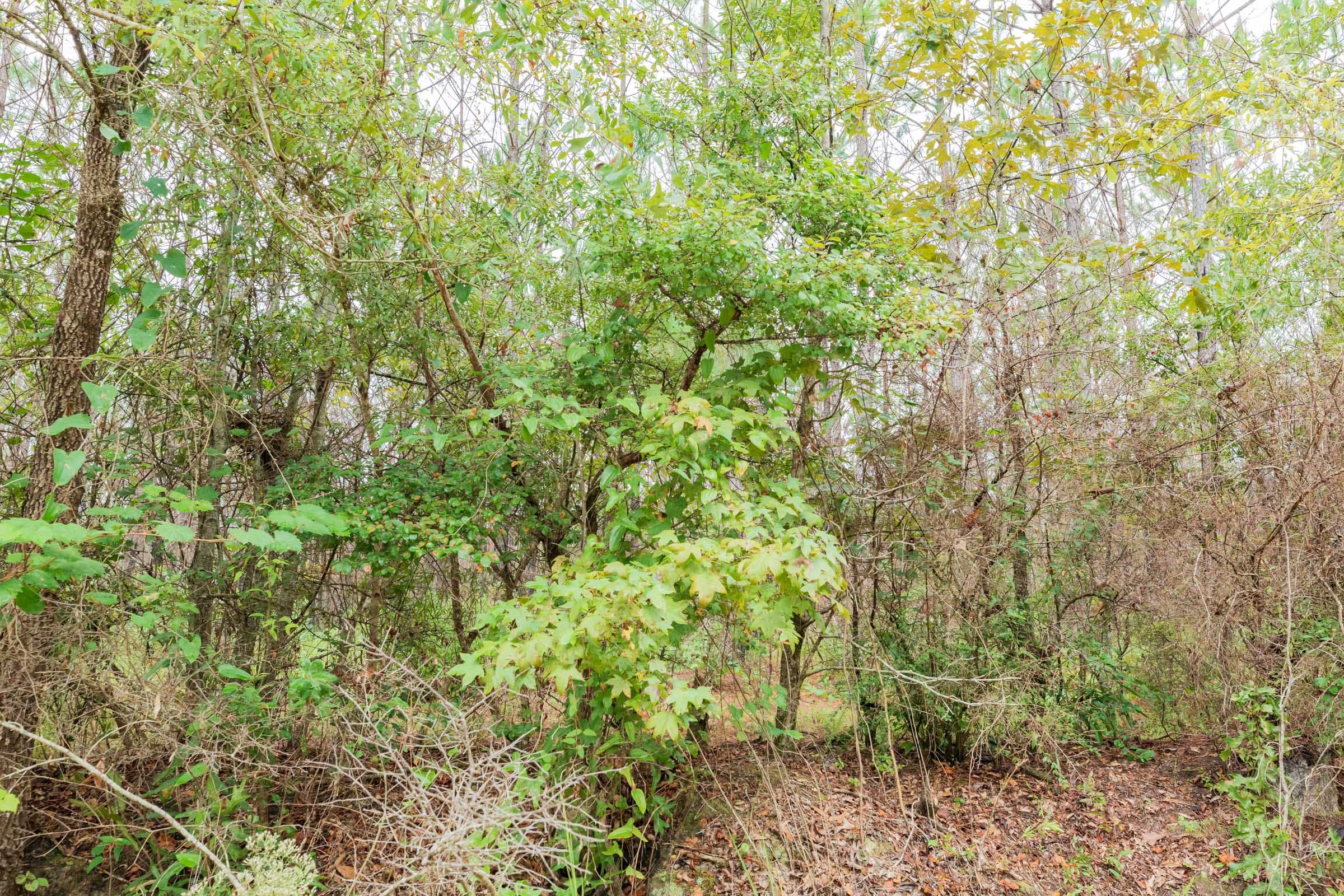 Jackson’s Gap Tract 4 photo 8