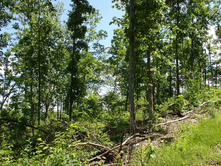 Antler Ridge Tract 12 photo 3