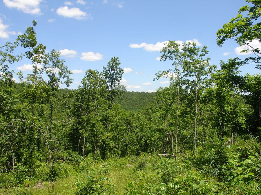 Antler Ridge Tract 12 photo 4
