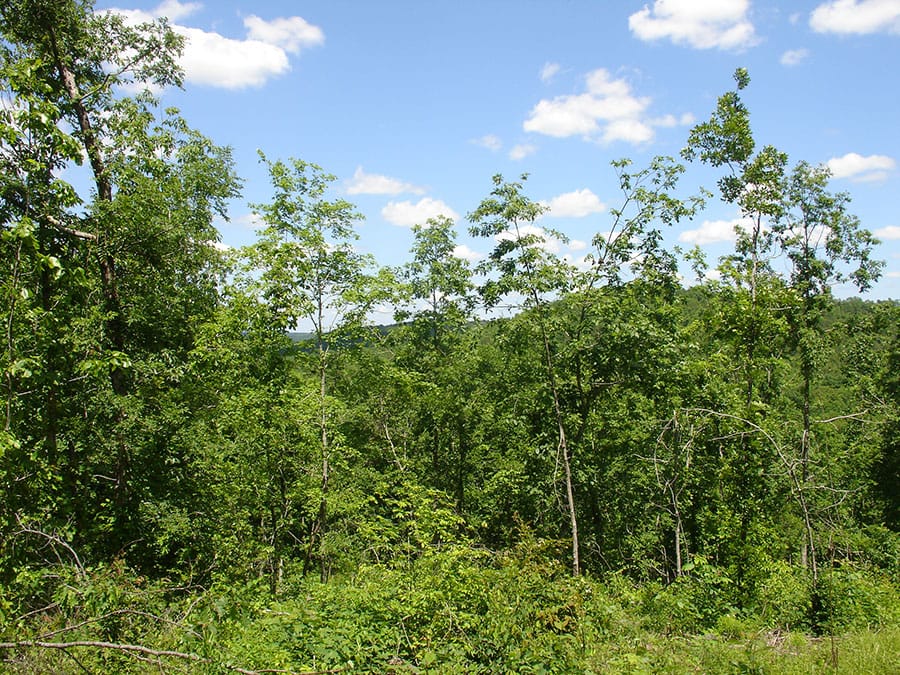Antler Ridge Tract 12 photo 5