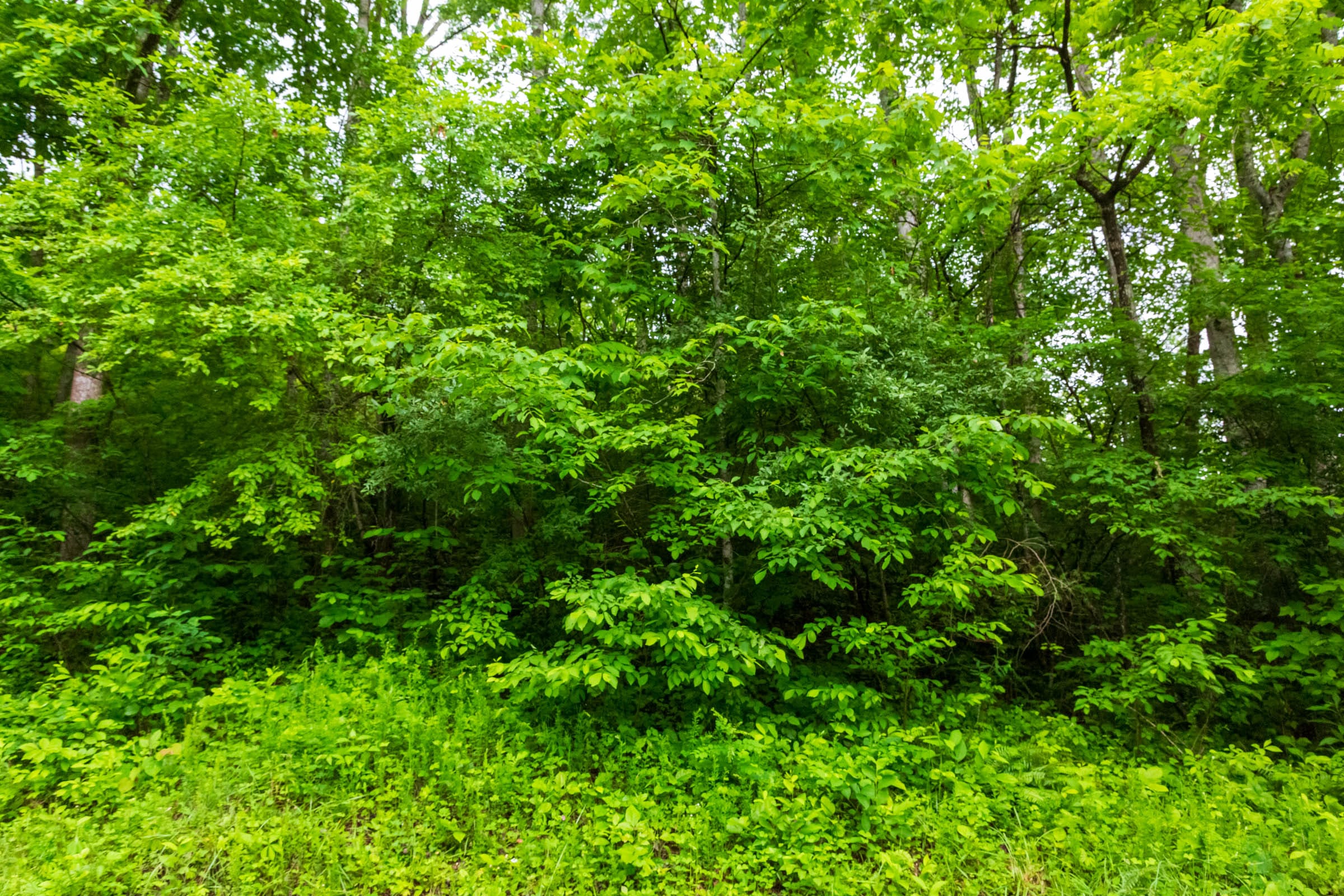Bluffview Tract 5 photo 20