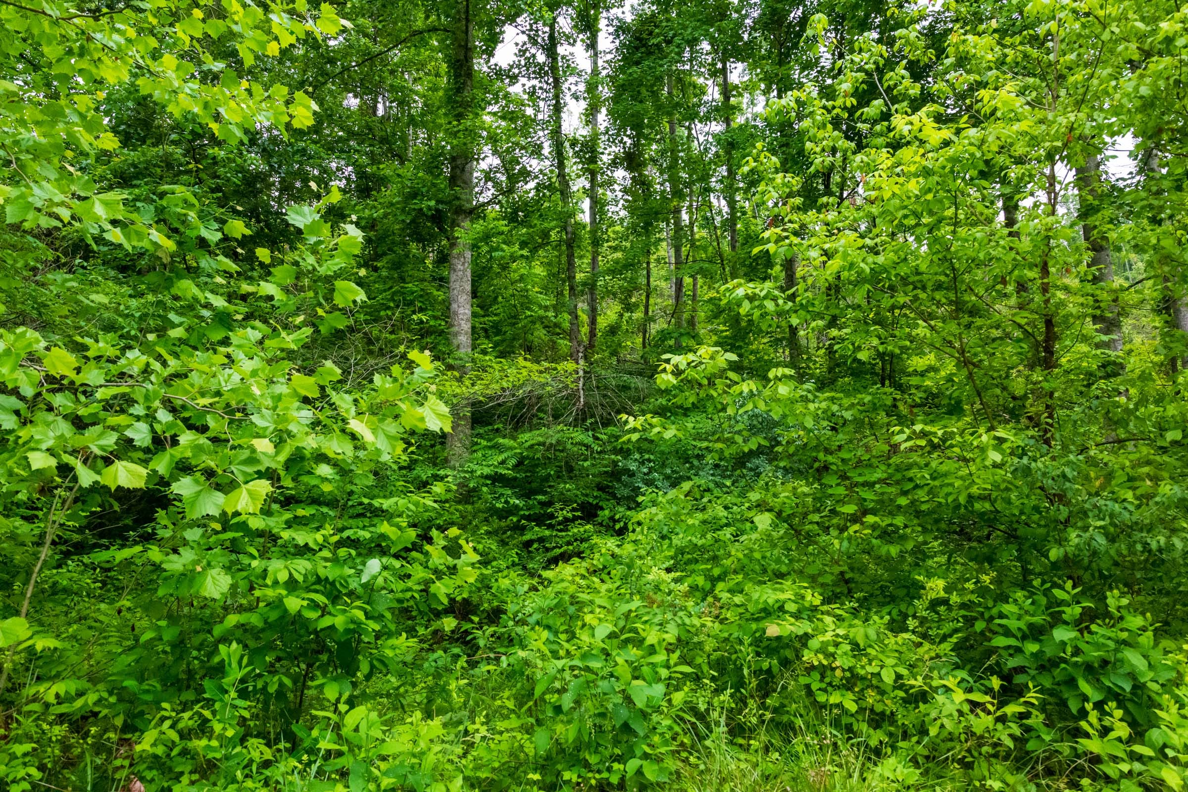 Bluffview Tract 5 photo 21